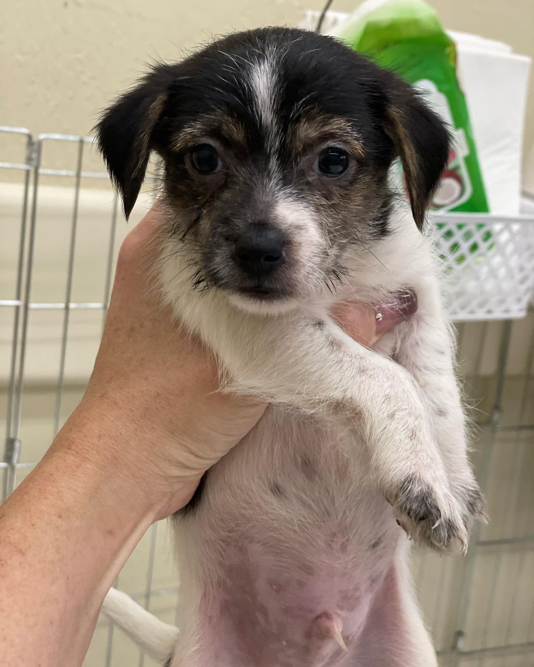 Puppies!!! 🐶🥰❤️
10 week old terrier mixes are up for adoption. Please contact us if you are interested in Qualifying to adopt a give a puppy a forever home! Contact Findingabestfriend@gmail.com 
Meet <a target='_blank' href='https://www.instagram.com/explore/tags/adoptable/'>#adoptable</a> dogs and puppies looking for their <a target='_blank' href='https://www.instagram.com/explore/tags/fureverhomes/'>#fureverhomes</a> with @findingabestfriend ❤️
.
.
.
.
<a target='_blank' href='https://www.instagram.com/explore/tags/rescuedogs/'>#rescuedogs</a> <a target='_blank' href='https://www.instagram.com/explore/tags/adoptdontshop/'>#adoptdontshop</a> <a target='_blank' href='https://www.instagram.com/explore/tags/dogadoption/'>#dogadoption</a> <a target='_blank' href='https://www.instagram.com/explore/tags/sanramon/'>#sanramon</a> <a target='_blank' href='https://www.instagram.com/explore/tags/adoptme/'>#adoptme</a> <a target='_blank' href='https://www.instagram.com/explore/tags/sfbayarea/'>#sfbayarea</a> <a target='_blank' href='https://www.instagram.com/explore/tags/myfavoritebreedisrescued/'>#myfavoritebreedisrescued</a> <a target='_blank' href='https://www.instagram.com/explore/tags/stockton/'>#stockton</a> <a target='_blank' href='https://www.instagram.com/explore/tags/sacramento/'>#sacramento</a> <a target='_blank' href='https://www.instagram.com/explore/tags/sanfrancisco/'>#sanfrancisco</a> <a target='_blank' href='https://www.instagram.com/explore/tags/dogsofinstagram/'>#dogsofinstagram</a> <a target='_blank' href='https://www.instagram.com/explore/tags/puppies/'>#puppies</a> <a target='_blank' href='https://www.instagram.com/explore/tags/puppiesofinstagram/'>#puppiesofinstagram</a> <a target='_blank' href='https://www.instagram.com/explore/tags/dontbullymybreed/'>#dontbullymybreed</a> <a target='_blank' href='https://www.instagram.com/explore/tags/adoptdontshop/'>#adoptdontshop</a> <a target='_blank' href='https://www.instagram.com/explore/tags/puppy/'>#puppy</a>