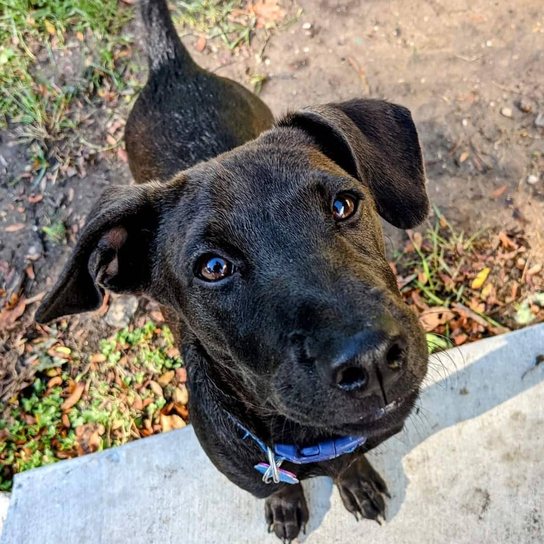 ADOPTION OPPORTUNITY 

Shadow is still looking for her forever home!

5 month old female Lab mix 
Shadow is a petite girl that came to us from Puerto Rico. She would love to snuggle with you in your bed, and is good with other dogs. We don't think she is going to get much bigger than she is now, which is about 20lbs. Shadow does a wonderful 