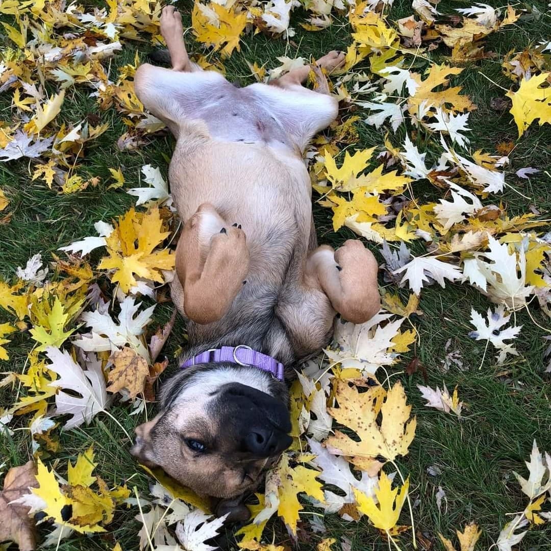 PUPPY ❤️

Hi! My name is Apricot, I'm a 4 month old, 30 lb. spayed female lab mix that moved to WI from Oklahoma on November 14 and am looking for my forever family.  I am shy at first, but a big cuddler once I get to know you.  I am also cautious when I enter new rooms and areas I am not familiar with, but very chill once I have my surroundings down.  I am a very mellow puppy.  I lay in my crate in my mom's at home office most of the day while she works so I can be close by.  I do love a good game of chase with my 8 and 9 year old human sisters, and boy do I love to roll in the leaves.  Some of my other favorite things are a good chew toy and to lay on my back for a belly rub.  I have not had an accident in the house and am pretty good on a leash for it being so new. I take a little encouragement to get into my crate at night as I'd rather sleep on the couch, but once I'm there I sleep through the night.  I'm excited to meet my furever family, could it be you?

<a target='_blank' href='https://www.instagram.com/explore/tags/adoptdontshop/'>#adoptdontshop</a>
<a target='_blank' href='https://www.instagram.com/explore/tags/luckymuttswi/'>#luckymuttswi</a>
<a target='_blank' href='https://www.instagram.com/explore/tags/rescuedogsmke/'>#rescuedogsmke</a>
<a target='_blank' href='https://www.instagram.com/explore/tags/doglovers/'>#doglovers</a>
<a target='_blank' href='https://www.instagram.com/explore/tags/rescuedogsofinstagram/'>#rescuedogsofinstagram</a>
<a target='_blank' href='https://www.instagram.com/explore/tags/sweetpup/'>#sweetpup</a>
<a target='_blank' href='https://www.instagram.com/explore/tags/mke/'>#mke</a>
<a target='_blank' href='https://www.instagram.com/explore/tags/mkepup/'>#mkepup</a>
<a target='_blank' href='https://www.instagram.com/explore/tags/wisconsinrescue/'>#wisconsinrescue</a>
<a target='_blank' href='https://www.instagram.com/explore/tags/lovedogs/'>#lovedogs</a>
<a target='_blank' href='https://www.instagram.com/explore/tags/rescue/'>#rescue</a>
<a target='_blank' href='https://www.instagram.com/explore/tags/foster/'>#foster</a>
<a target='_blank' href='https://www.instagram.com/explore/tags/adopt/'>#adopt</a>
<a target='_blank' href='https://www.instagram.com/explore/tags/dogsofinstagram/'>#dogsofinstagram</a>
<a target='_blank' href='https://www.instagram.com/explore/tags/dogrescue/'>#dogrescue</a>
<a target='_blank' href='https://www.instagram.com/explore/tags/puppies/'>#puppies</a>
<a target='_blank' href='https://www.instagram.com/explore/tags/puppiesofinstagram/'>#puppiesofinstagram</a>
<a target='_blank' href='https://www.instagram.com/explore/tags/apricot/'>#apricot</a>