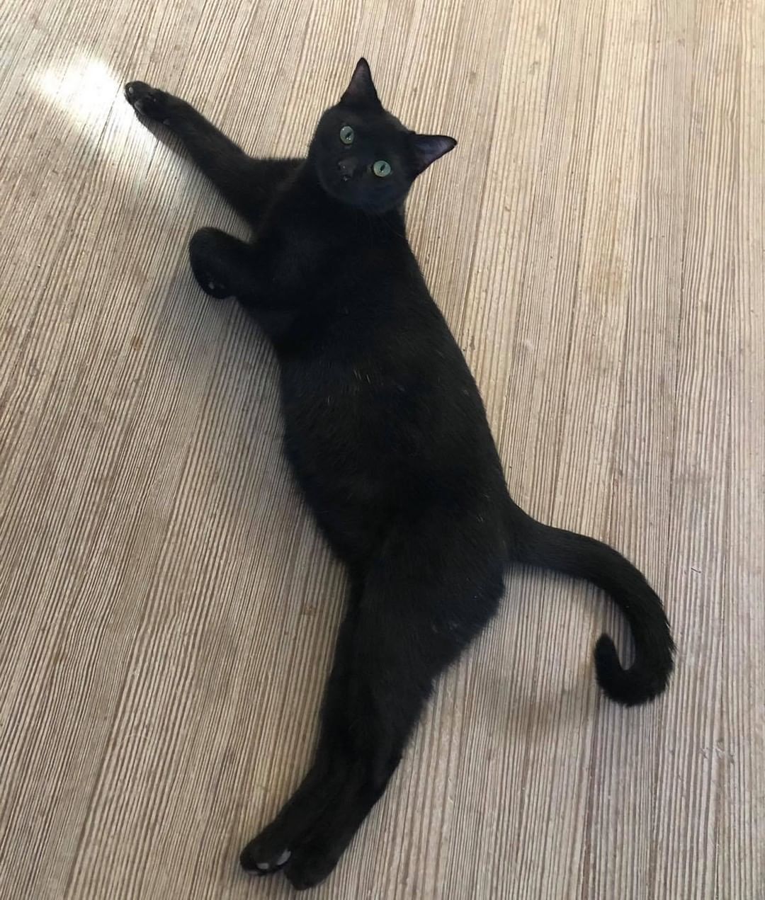 Our sixteenth black cat for November is Jolly Roger! This poor guy has been sitting at the shelter for months waiting for his forever family. He is very sweet and very playful! Jolly Roger is a year old, neutered, FIV/FELV negative and up to date on vaccines. To put in application click on the link below.

https://www.sbanimalrescue.org/adopt