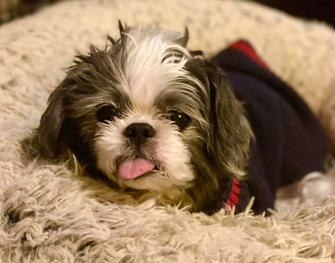 Adoptable Bandit never disappoints for <a target='_blank' href='https://www.instagram.com/explore/tags/tongueouttuesday/'>#tongueouttuesday</a>👅  Where oh where is his furever home?

Let’s see your best  <a target='_blank' href='https://www.instagram.com/explore/tags/tongueouttuesday/'>#tongueouttuesday</a>👅🐶 photos!

<a target='_blank' href='https://www.instagram.com/explore/tags/gfabandit/'>#gfabandit</a> <a target='_blank' href='https://www.instagram.com/explore/tags/lookingforaspecialperson/'>#lookingforaspecialperson</a> 

https://www.grayfaceacres.org/available-dogs/