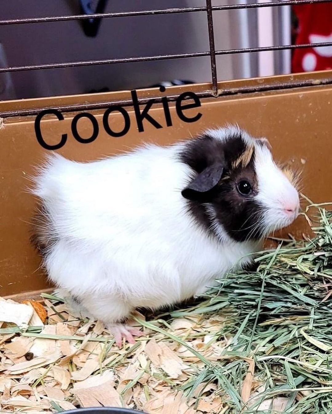 We have 3 baby guinea pigs (2 female and 1 male) and 1 adult female ready for adoption. If interested go to our website www.deltaanimal.org and fill out an application.