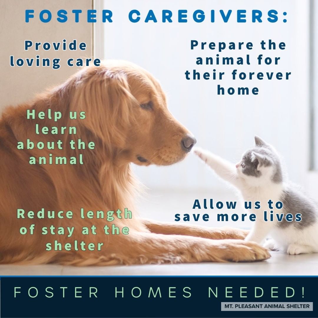 We Need Fosters!

Our foster caregivers are an important part of our community. Their work is life-saving and helps provide a loving home environment where our animals can thrive. Become a foster caregiver today and help us save more lives! 😺🐹

Learn more at www.njshelter.org/foster/ (Link in bio on Instagram) <a target='_blank' href='https://www.instagram.com/explore/tags/adoptdontshop/'>#adoptdontshop</a> <a target='_blank' href='https://www.instagram.com/explore/tags/fosterpets/'>#fosterpets</a> <a target='_blank' href='https://www.instagram.com/explore/tags/fosterdogs/'>#fosterdogs</a> <a target='_blank' href='https://www.instagram.com/explore/tags/fostercats/'>#fostercats</a> <a target='_blank' href='https://www.instagram.com/explore/tags/bottlebabies/'>#bottlebabies</a>🍼 <a target='_blank' href='https://www.instagram.com/explore/tags/kittens/'>#kittens</a> <a target='_blank' href='https://www.instagram.com/explore/tags/puppies/'>#puppies</a>