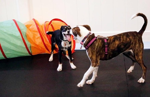 Who doesn’t love to play! Bring your puppy to our puppy social hour, Wednesdays 6:30-7:30! 

Register: bit.ly/UMDRPuppyPlay