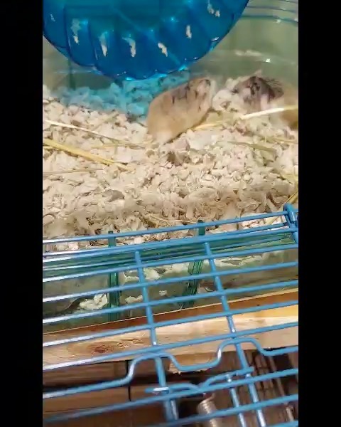 Donut, daddy hamster, & his son He’s waiting for his new owner to name him. They come as a wonderful pair who are not going to reproduce. & our 3 puppies are crate trained & Working on leash, house manners. There’s a lot of Beagle in a little hound so we can’t promise how big when grown but 2 of them are very tiny! www.lovemuttsrescue.org to see all available, apply to adopt, donate and there is a link to foster though these do not need fosters!