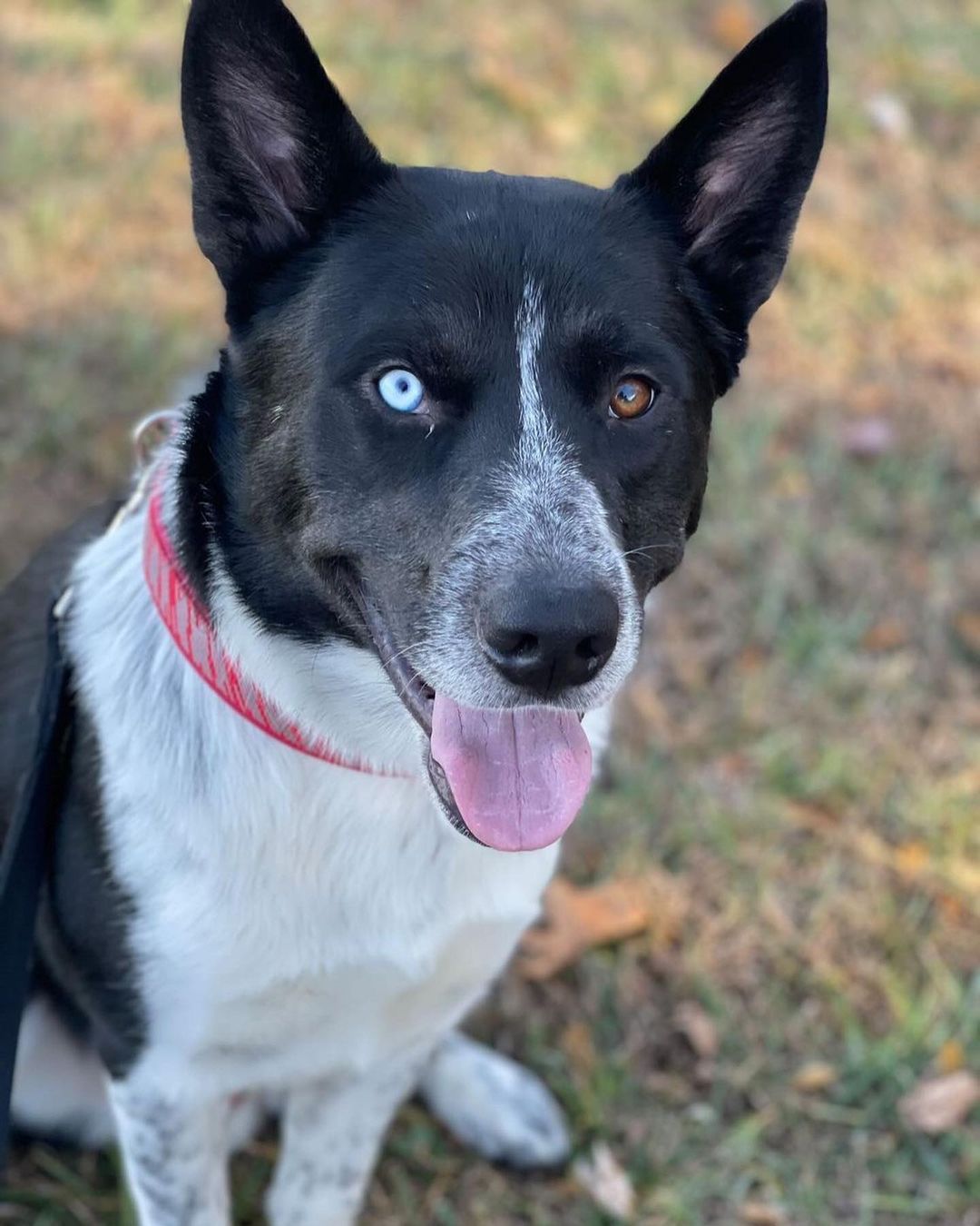 B E S T  B O Y 💙

It’s true, this 11 mo old husky mix really is *the best boy* and is ready to give you all his love! 💙

Groot loves to run and play outside and play ball (check out the video of him nailing fetch! So athletic!). He gets along wonderfully with other dogs and all people, including kids. His foster mama said he’s even fully potty trained and walks like a dream on a leash. When playtime is over he loves to cuddle and take naps with you on the couch … what more could you want?! 💙

If this *best boy* sounds like a good fit for your active home, fill out an app to meet him!! 💙

<a target='_blank' href='https://www.instagram.com/explore/tags/adoptme/'>#adoptme</a> <a target='_blank' href='https://www.instagram.com/explore/tags/huskymix/'>#huskymix</a> <a target='_blank' href='https://www.instagram.com/explore/tags/rescuedog/'>#rescuedog</a> <a target='_blank' href='https://www.instagram.com/explore/tags/heterochromia/'>#heterochromia</a> <a target='_blank' href='https://www.instagram.com/explore/tags/dogsofstl/'>#dogsofstl</a> <a target='_blank' href='https://www.instagram.com/explore/tags/bestboy/'>#bestboy</a> <a target='_blank' href='https://www.instagram.com/explore/tags/dogsofstlouis/'>#dogsofstlouis</a> <a target='_blank' href='https://www.instagram.com/explore/tags/gooddog/'>#gooddog</a> <a target='_blank' href='https://www.instagram.com/explore/tags/familydog/'>#familydog</a> <a target='_blank' href='https://www.instagram.com/explore/tags/active/'>#active</a> <a target='_blank' href='https://www.instagram.com/explore/tags/fosteringsaveslives/'>#fosteringsaveslives</a> <a target='_blank' href='https://www.instagram.com/explore/tags/shelterdog/'>#shelterdog</a> <a target='_blank' href='https://www.instagram.com/explore/tags/adoptdontshop/'>#adoptdontshop</a> <a target='_blank' href='https://www.instagram.com/explore/tags/pickme/'>#pickme</a> <a target='_blank' href='https://www.instagram.com/explore/tags/husky/'>#husky</a> <a target='_blank' href='https://www.instagram.com/explore/tags/handsome/'>#handsome</a>