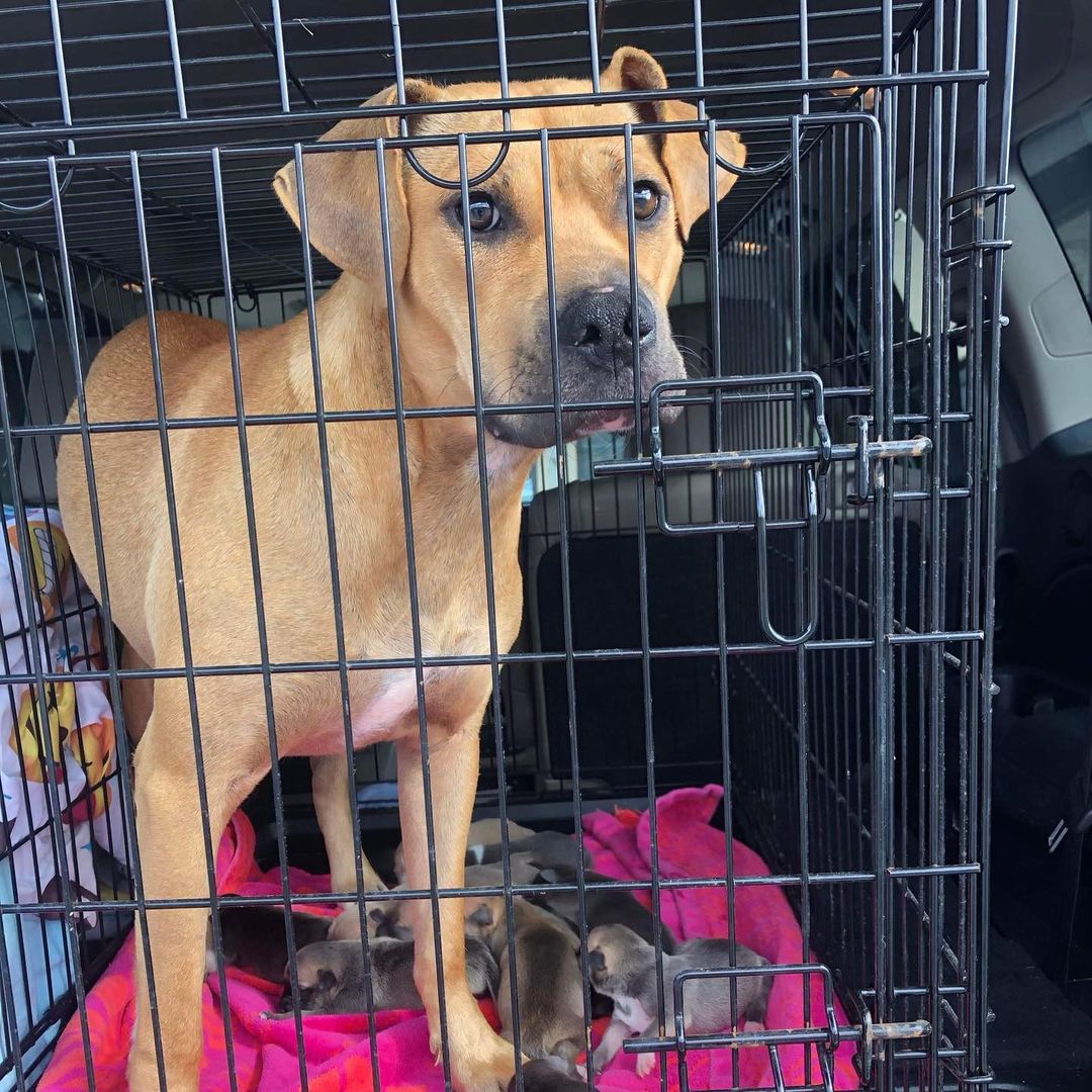 💞“Leddie wake up, you’re getting rescued!” What a great way for this sweet mamma to wake up from her nap!! 

🎉 FREEDOM ride for mamma Leddie and her 10 newborn babies!!

Out of the scary shelter you go! Thank you so much to the foster and transporter who stepped up to make this happen!!!!

This is the first day of the rest of their lives….

♥️We will continue to update on their rescue journey!

<a target='_blank' href='https://www.instagram.com/explore/tags/saved/'>#saved</a> <a target='_blank' href='https://www.instagram.com/explore/tags/rescued/'>#rescued</a> <a target='_blank' href='https://www.instagram.com/explore/tags/mammadog/'>#mammadog</a> <a target='_blank' href='https://www.instagram.com/explore/tags/rescuedog/'>#rescuedog</a> <a target='_blank' href='https://www.instagram.com/explore/tags/freedomride/'>#freedomride</a> <a target='_blank' href='https://www.instagram.com/explore/tags/rescuejourney/'>#rescuejourney</a> <a target='_blank' href='https://www.instagram.com/explore/tags/twotailzrescue/'>#twotailzrescue</a> <a target='_blank' href='https://www.instagram.com/explore/tags/savethemall/'>#savethemall</a> <a target='_blank' href='https://www.instagram.com/explore/tags/cleartheshelters/'>#cleartheshelters</a> <a target='_blank' href='https://www.instagram.com/explore/tags/adoptdontshop/'>#adoptdontshop</a>