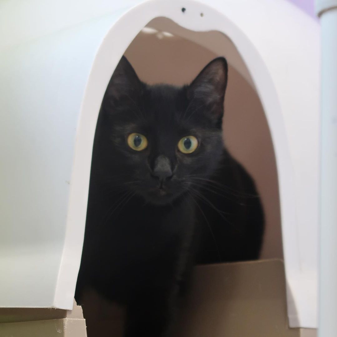 HAPPY NATIONAL BLACK CAT DAY! 

Make sure you stop by our Adoption Center (11130 N. Harrell's Ferry Road, Baton Rouge) to meet some of our adoptable house panthers! NO APPOINTMENT NECESSARY!

<a target='_blank' href='https://www.instagram.com/explore/tags/cathavenbr/'>#cathavenbr</a> <a target='_blank' href='https://www.instagram.com/explore/tags/nationalblackcatday/'>#nationalblackcatday</a> <a target='_blank' href='https://www.instagram.com/explore/tags/adoptables/'>#adoptables</a> <a target='_blank' href='https://www.instagram.com/explore/tags/batonrouge/'>#batonrouge</a> <a target='_blank' href='https://www.instagram.com/explore/tags/adoptdontshop/'>#adoptdontshop</a> <a target='_blank' href='https://www.instagram.com/explore/tags/adoptme/'>#adoptme</a>