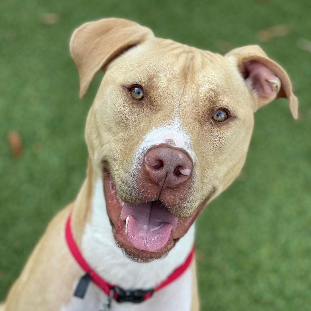 Hey, you! Perseus says to stop scrolling and listen up! ✋🏼
 
Perseus is a long-time resident at AHS, and he’s truly ready to find his forever home. He was originally adopted as a young puppy but returned because of his high energy levels, which means he’s looking for an active and adventurous family to call his own. And while Perseus may melt your heart with cuteness, the only thing he’ll truly destroy is the occasional soft, squeaky toy. 🧸
 
You can learn more about Perseus and how to adopt him at the link in our bio.