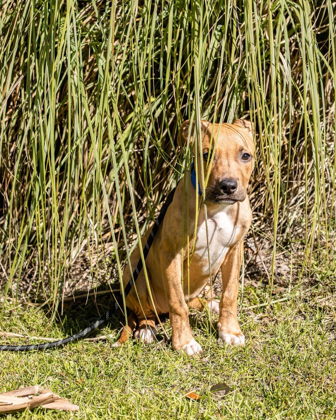 Our girl Rory is officially available for adoption!

This cutie came to us from a local shelter that was dangerously crowded. When they were on their way to us, their posts blew up and went viral— if you saw a super sad picture of a mom and baby curled up in a ball snuggling, you’ve seen Rory before! 

When we say you are hitting the jackpot by adopting Rory, we are not lying. This little girl is the biggest snuggle bug you’ll ever meet and she just wants to be your best friend. Human affection is definitely her favorite thing, but she’s also very dog friendly— we think she’ll fit in well just about wherever she goes. 

She’s potty trained, but really hates the crate. However she isn’t destructive and just curls up and chills when you’re gone. Loves other dogs but also totally good to be the only dog in your life. 

If you are looking for someone to be your furever companion then look no further - it’s Rory girl. 

Rory is spayed, microchipped, and up to date on age appropriate vaccines. 

If interested in adopting this adorable girl, please head to the website and submit an adoption application 🖤

https://www.eunoiarescue.org/adopt