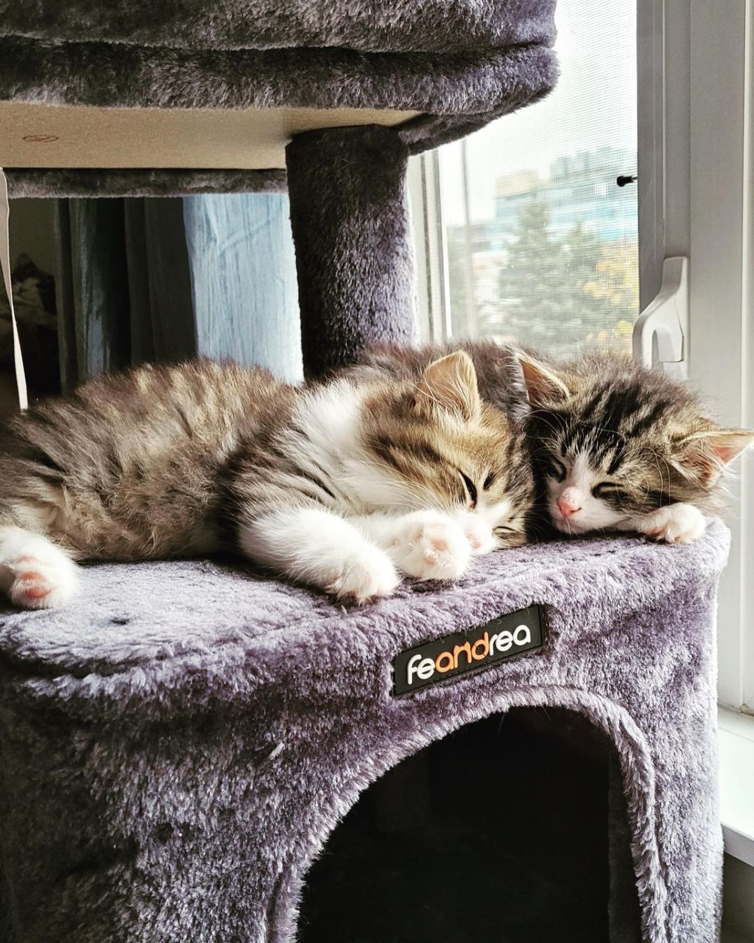 Haven & Saylor !

Haven and his brother Saylor are adorable 2-months old fluffy bundles of love and energy who came to us from a shelter up north.

They are very playful boys and spend lots of their time wrestling! When they are worn out they enjoy snuggling with their foster mom. They sleep through the night and enjoy jumping on their foster mom's bed when they know it's time for her to get up! These little purr machines love to have their soft fur brushed regularly. Haven and Saylor get along very well with the other two foster cats.

For more information, visit the link shared in our bio.

<a target='_blank' href='https://www.instagram.com/explore/tags/kittens/'>#kittens</a> <a target='_blank' href='https://www.instagram.com/explore/tags/kittensaddicted/'>#kittensaddicted</a> <a target='_blank' href='https://www.instagram.com/explore/tags/kittensdaily/'>#kittensdaily</a> <a target='_blank' href='https://www.instagram.com/explore/tags/kittenseason/'>#kittenseason</a> <a target='_blank' href='https://www.instagram.com/explore/tags/kittenselfie/'>#kittenselfie</a> <a target='_blank' href='https://www.instagram.com/explore/tags/kittensforsale/'>#kittensforsale</a> <a target='_blank' href='https://www.instagram.com/explore/tags/kittensgram/'>#kittensgram</a> <a target='_blank' href='https://www.instagram.com/explore/tags/kittensightings/'>#kittensightings</a> <a target='_blank' href='https://www.instagram.com/explore/tags/kittensleep/'>#kittensleep</a> <a target='_blank' href='https://www.instagram.com/explore/tags/kittensleeping/'>#kittensleeping</a> <a target='_blank' href='https://www.instagram.com/explore/tags/kittenslove/'>#kittenslove</a> <a target='_blank' href='https://www.instagram.com/explore/tags/kittenslovee/'>#kittenslovee</a> <a target='_blank' href='https://www.instagram.com/explore/tags/kittensnuggles/'>#kittensnuggles</a> <a target='_blank' href='https://www.instagram.com/explore/tags/kittensofig/'>#kittensofig</a> <a target='_blank' href='https://www.instagram.com/explore/tags/kittensofinatagram/'>#kittensofinatagram</a> <a target='_blank' href='https://www.instagram.com/explore/tags/kittensofinsta/'>#kittensofinsta</a> <a target='_blank' href='https://www.instagram.com/explore/tags/kittensofinstagram/'>#kittensofinstagram</a> <a target='_blank' href='https://www.instagram.com/explore/tags/kittensofintagram/'>#kittensofintagram</a> <a target='_blank' href='https://www.instagram.com/explore/tags/kittensoftheday/'>#kittensoftheday</a> <a target='_blank' href='https://www.instagram.com/explore/tags/kittensoftheworld/'>#kittensoftheworld</a> <a target='_blank' href='https://www.instagram.com/explore/tags/kittensoftwitch/'>#kittensoftwitch</a> <a target='_blank' href='https://www.instagram.com/explore/tags/kittensoninstagram/'>#kittensoninstagram</a> <a target='_blank' href='https://www.instagram.com/explore/tags/kittenspace/'>#kittenspace</a> <a target='_blank' href='https://www.instagram.com/explore/tags/kittenspam/'>#kittenspam</a> <a target='_blank' href='https://www.instagram.com/explore/tags/kittenstagram/'>#kittenstagram</a>