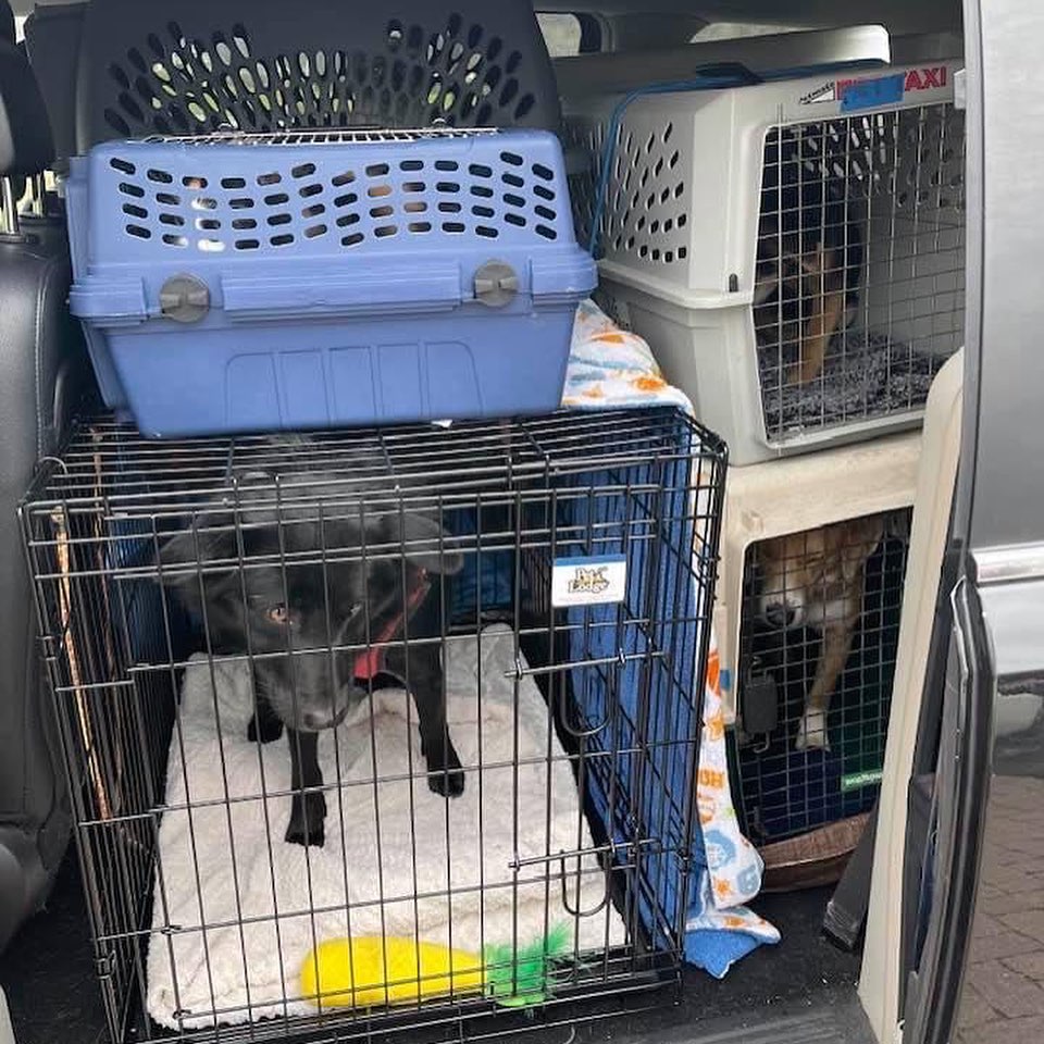 Today’s transport included 8 dogs, 8 puppies, 2 cats, and 2 kittens. All of the dogs had quite the climate shock, but the snow was very exciting to most! ❄️🐶❄️ Thanks to everyone who made this possible: advocates and fosters in Kentucky, our amazing drivers Laurel and Barb, and our fosters here! Can’t wait to see how all these angels blossom!

<a target='_blank' href='https://www.instagram.com/explore/tags/Adoptdontshop/'>#Adoptdontshop</a> <a target='_blank' href='https://www.instagram.com/explore/tags/redemptionroadrescue/'>#redemptionroadrescue</a> <a target='_blank' href='https://www.instagram.com/explore/tags/redemptionroadmn/'>#redemptionroadmn</a> <a target='_blank' href='https://www.instagram.com/explore/tags/kittens/'>#kittens</a> <a target='_blank' href='https://www.instagram.com/explore/tags/kittensofinstagram/'>#kittensofinstagram</a> <a target='_blank' href='https://www.instagram.com/explore/tags/minneapoliskitty/'>#minneapoliskitty</a> <a target='_blank' href='https://www.instagram.com/explore/tags/rescuedismyfavoritebreed/'>#rescuedismyfavoritebreed</a> <a target='_blank' href='https://www.instagram.com/explore/tags/minnesotakittens/'>#minnesotakittens</a> <a target='_blank' href='https://www.instagram.com/explore/tags/rescuekitten/'>#rescuekitten</a> <a target='_blank' href='https://www.instagram.com/explore/tags/adoptedkitten/'>#adoptedkitten</a> <a target='_blank' href='https://www.instagram.com/explore/tags/Adoptdontshop/'>#Adoptdontshop</a> <a target='_blank' href='https://www.instagram.com/explore/tags/redemptionroadrescue/'>#redemptionroadrescue</a> <a target='_blank' href='https://www.instagram.com/explore/tags/redemptionroadmn/'>#redemptionroadmn</a> <a target='_blank' href='https://www.instagram.com/explore/tags/puppies/'>#puppies</a> <a target='_blank' href='https://www.instagram.com/explore/tags/dogsofinstagram/'>#dogsofinstagram</a> <a target='_blank' href='https://www.instagram.com/explore/tags/minneapolisdog/'>#minneapolisdog</a> <a target='_blank' href='https://www.instagram.com/explore/tags/rescuedismyfavoritebreed/'>#rescuedismyfavoritebreed</a> <a target='_blank' href='https://www.instagram.com/explore/tags/minnesotadogs/'>#minnesotadogs</a> <a target='_blank' href='https://www.instagram.com/explore/tags/rescuepup/'>#rescuepup</a> <a target='_blank' href='https://www.instagram.com/explore/tags/adopteddog/'>#adopteddog</a>
