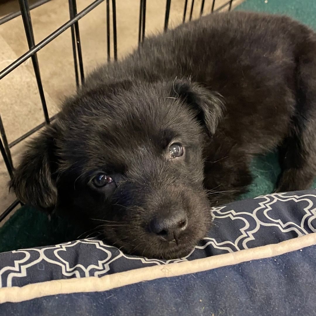 PUPPY UPDATE🐶✨

Remember the day old puppies that came to us a few weeks ago?? They turned 6 weeks old today! All are healthy and thriving, and we are even starting to see their personalities now!🥳 This was definitely a team effort and we can't wait to see them keep growing. Thanks for all the support and well wishes, they definitely worked!
.
.
.
<a target='_blank' href='https://www.instagram.com/explore/tags/puppyrescuemission/'>#puppyrescuemission</a> <a target='_blank' href='https://www.instagram.com/explore/tags/animalshelterlife/'>#animalshelterlife</a>