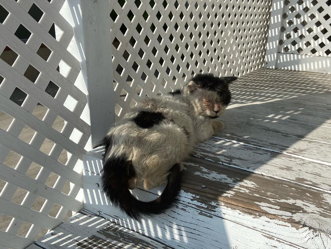 Meet Pilgrim.  He has been a community cat around my house (Teresa) for the last few years.  He has always avoided my traps and would never let me go near him.  Today, one of my neighbors knocked on my door to tell me there was a sick cat on the porch next door.  I walked over and he was so sick he didn’t move.  I set the trap with food and he walked right in for the food!!
I was lucky enough to get @fixlongbeachpets  to see him today.  We did a FIV/FELV test (came back negative for both, yeah). We did blood work, it showed infection.  He has mange and an eye infection too.  He received an ivermectin shot and a covenia shot as well as a lime dip.  We were sent home with 5 more doses of ivermectin. He has to stay kenneled for the next 6 weeks.  He will get Revolution applied tomorrow and a dewormer for his internal parasites and fleas.  Please send him good thoughts.  He is struggling right now,
Donations are greatly appreciated to help with this unexpected expense.  I have not received the invoice yet because they squeezed me in last minute. Donations can be sent to our PayPal  https://www.paypal.me/thecatcoverescue?locale.x=en_US or to Venmo https://venmo.com/code?user_id=3237345851604992183&created=1637203475.2005138&printed=1 <a target='_blank' href='https://www.instagram.com/explore/tags/communitycat/'>#communitycat</a> <a target='_blank' href='https://www.instagram.com/explore/tags/mange/'>#mange</a> <a target='_blank' href='https://www.instagram.com/explore/tags/catrescue/'>#catrescue</a> <a target='_blank' href='https://www.instagram.com/explore/tags/feralcats/'>#feralcats</a>
