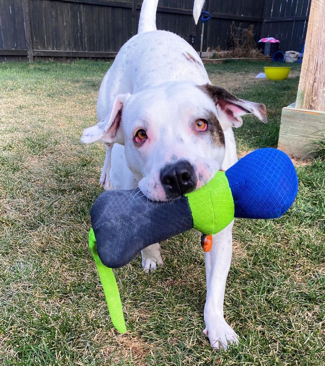 Everyone meet Darla! 🐾

Hi everyone I’m Darla. I’m ruffly 2yrs old and just love everyone and everything! I enjoy quiet time and just hanging out most of the time but when I get the zoomies… I’m the fastest clumsiest girl you’ve ever seen! So watch out! 

I would make a great addition to a family without other dogs or small children because I just get to excited and a bit overwhelmed at times when there’s a lot going. I’m definitely a people pleaser though so we can work on my manners together, like a team. 🥰

You should come in and say hi, I’d love to meet you! ♥️