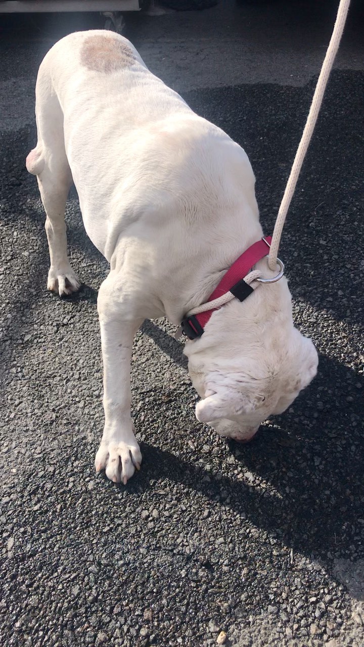 We would officially like to introduce you to Patrick. This sweet deaf senior was found wandering around the Bronx and was taken in by our friends at BACC. When they reached out to us about helping him we noticed that he was found the same day we had to set our sweet Fossil free. 

We immediately reached out to our superstar fospice mom Lisa and she asked if we could go meet him. We did just that and before Patrick was placed back in his kennel he had stolen Lisa’s heart. 

Before Patrick can begin his brand new life with Lisa he has quite a few medical issues to address. He has multiple tumors including testicular tumors that need to be removed, bad teeth, ear infections, and some potential kidney issues. 

BACC @nycacc was hoping to find him a hospice situation and we are grateful we could help. We definitely believe Fossil sent us to help him and we won’t let him down. Please consider helping Patrick today by making a lifesaving donation 🙏 <a target='_blank' href='https://www.instagram.com/explore/tags/FossilSentUs/'>#FossilSentUs</a> <a target='_blank' href='https://www.instagram.com/explore/tags/savingseniordogs/'>#savingseniordogs</a> <a target='_blank' href='https://www.instagram.com/explore/tags/pitbull/'>#pitbull</a> <a target='_blank' href='https://www.instagram.com/explore/tags/pitbullsofinstagram/'>#pitbullsofinstagram</a> <a target='_blank' href='https://www.instagram.com/explore/tags/rescuedogsofinstagram/'>#rescuedogsofinstagram</a> <a target='_blank' href='https://www.instagram.com/explore/tags/rescuedog/'>#rescuedog</a> <a target='_blank' href='https://www.instagram.com/explore/tags/whitedog/'>#whitedog</a> <a target='_blank' href='https://www.instagram.com/explore/tags/rescueismydrug/'>#rescueismydrug</a> <a target='_blank' href='https://www.instagram.com/explore/tags/rockawaybeach/'>#rockawaybeach</a> <a target='_blank' href='https://www.instagram.com/explore/tags/love/'>#love</a> <a target='_blank' href='https://www.instagram.com/explore/tags/dogs/'>#dogs</a> <a target='_blank' href='https://www.instagram.com/explore/tags/bigdogs/'>#bigdogs</a> <a target='_blank' href='https://www.instagram.com/explore/tags/nyacc/'>#nyacc</a> <a target='_blank' href='https://www.instagram.com/explore/tags/zionsentus/'>#zionsentus</a>