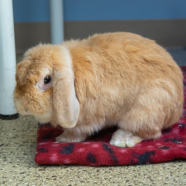 Meet Courage and Wheatly
Courage and Wheatly are an adorable pair of rabbits looking for a home together!
COURAGE is a ~4 year old neutered mini rex mix. He is on the shy side, but so gentle and sweet (not to mention handsome!). With a little patience and understanding, this guy is a professional cuddle bug. He especially enjoys the company of other rabbits. His favorite time of day is dinner time, as is apparent since he's a tad chunky.
WHEATLEY is a ~3 year old neutered Holland lop. He has quite the big personality for a tiny bunny! He loves to adventure and is incredibly food motivated - the way to his heart is definitely through his stomach, as he will prove with his strong love for greens. Wheatley likes being pet, but is a little too curious and active to settle down for a snuggle.
We recommend that rabbits be kept in a baby-gated area with easily cleanable flooring. A cost effective and easy set up is to purchase a piece of cut vinyl flooring and then place a baby gate/Xpen around it. It will give the rabbit room to hop around and learn to use a litter box. Search 