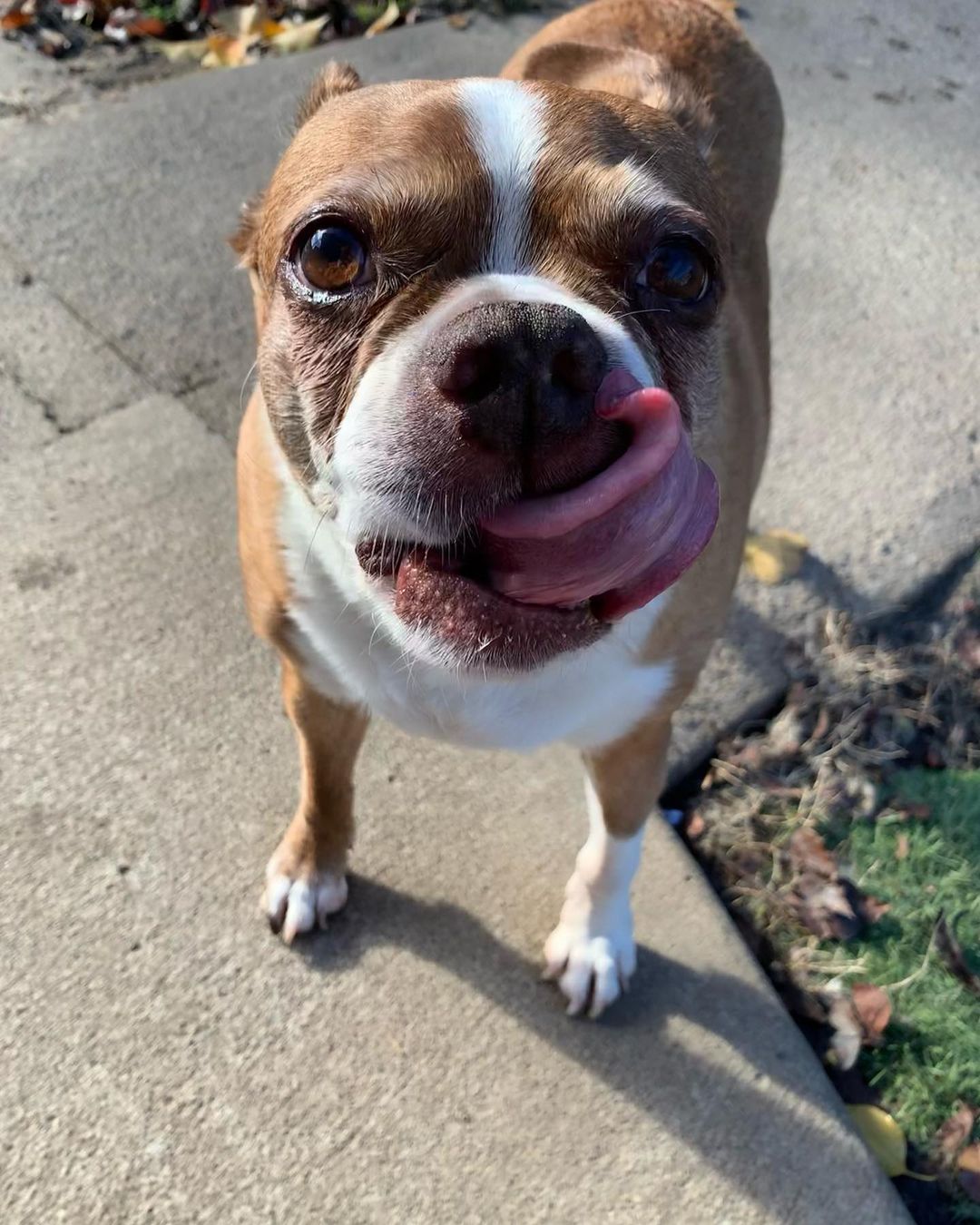 Happy <a target='_blank' href='https://www.instagram.com/explore/tags/tongueouttuesday/'>#tongueouttuesday</a> from Monkey! 👅