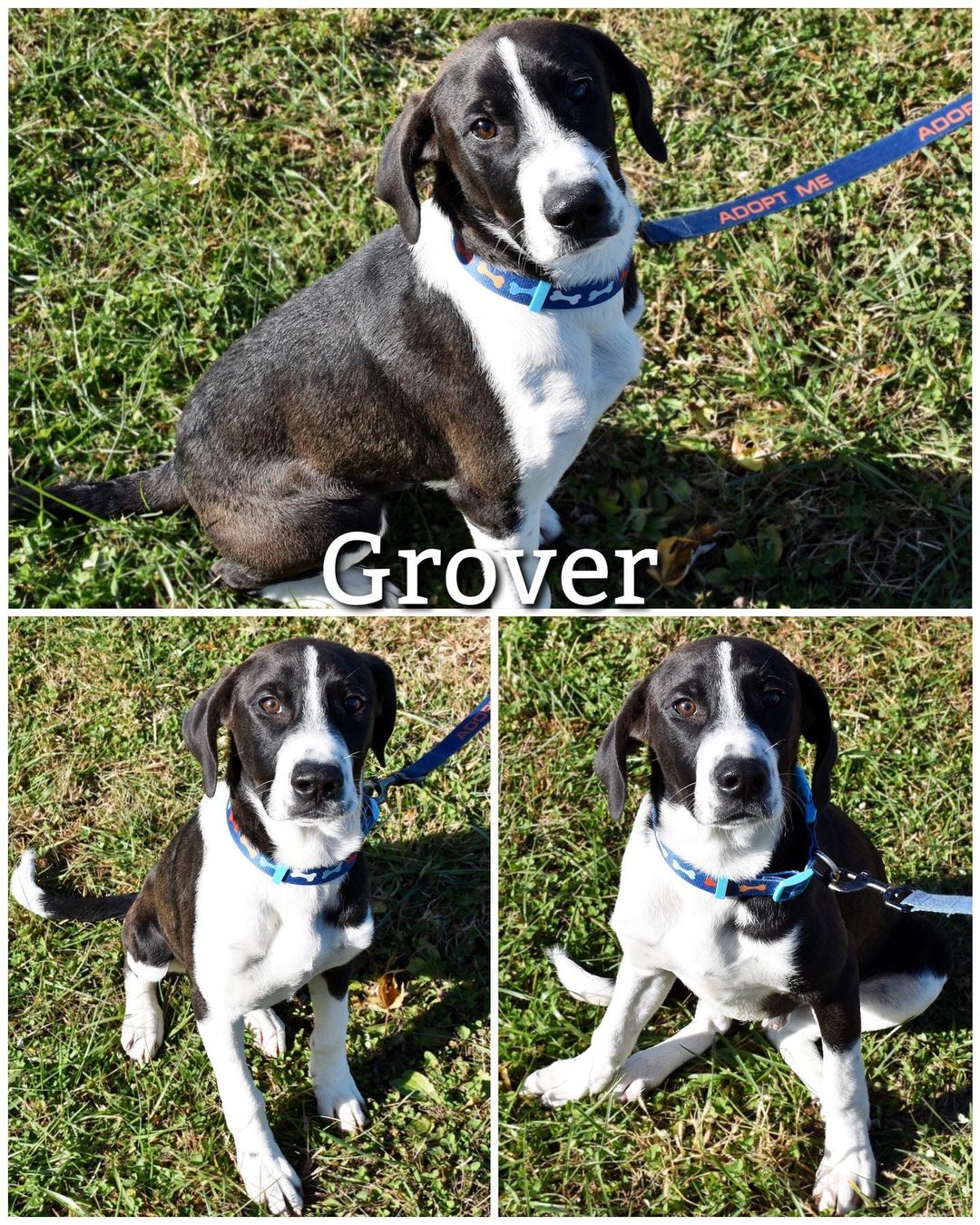 Meet Grover!
Grover is a sweet, loving, and energetic 4-5 month old Great Dane mix puppy looking for his forever home! He loves to play, get belly rubs and attention from everyone he meets. Grover is ready to go home and can’t wait to meet his forever family!

Grover is neutered, up to date on vaccinations, dewormed, and current on flea/tick preventatives. 

Grover’s adoption fee is $85, plus $15 for microchip