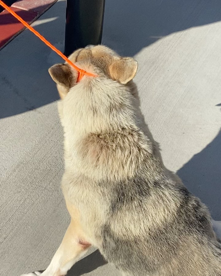 Meet Henri!  <a target='_blank' href='https://www.instagram.com/explore/tags/A1733140/'>#A1733140</a> This boy was so nervous as he exited OC death row. He did not want treats and pooped in his crate as we pulled out of the shelter. Henri was sched to be killed but as w all of our rescues the staff has been great in helping us get these dogs out. (Really wish more rescues would come back and help out). Henri was so stressed in his kennel at the shelter he actually broke the kennel bars!  He was a bit disheveled but that will change.  He will decompress and then get some training.  He met his trainer who got him out of his crate and walked him a bit without incident.  Updates to follow.