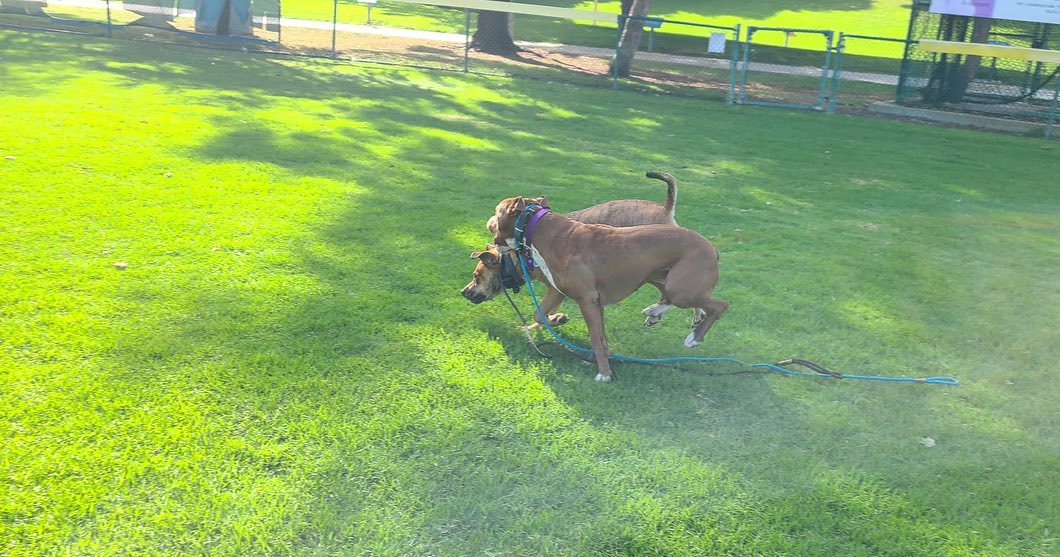 HUDSON IS THE MAIN MAN right now. If you are looking to add a second dog to your household who will fit right in with your already balanced, playful dog, Hudson is our recommendation. ✔️Bulletproof with other dogs and just an all-around good good good boy.

Hard to believe this guy was going to be euthanized if we didn’t get him out. Dogs don’t show their true colors in a shelter because of the stressful environment. We’re so grateful to our shelter friends @desidesi134 @fur_pet_sake for bringing him to our attention.

Applications are in the link in the bio. He is smart and not at all sassy and will make you smile all day long. Fear no longer exists in his world.

Hudson leaves his training program today with @nobonesaboutitpetcarela and goes into another foster home tomorrow. We love our fosters so much. They do the hard part ❤️

We’d love to get him into a home for the holidays. He would look so cute in @toothandhoney jammies ❤️

<a target='_blank' href='https://www.instagram.com/explore/tags/frankielolaandfriends/'>#frankielolaandfriends</a>