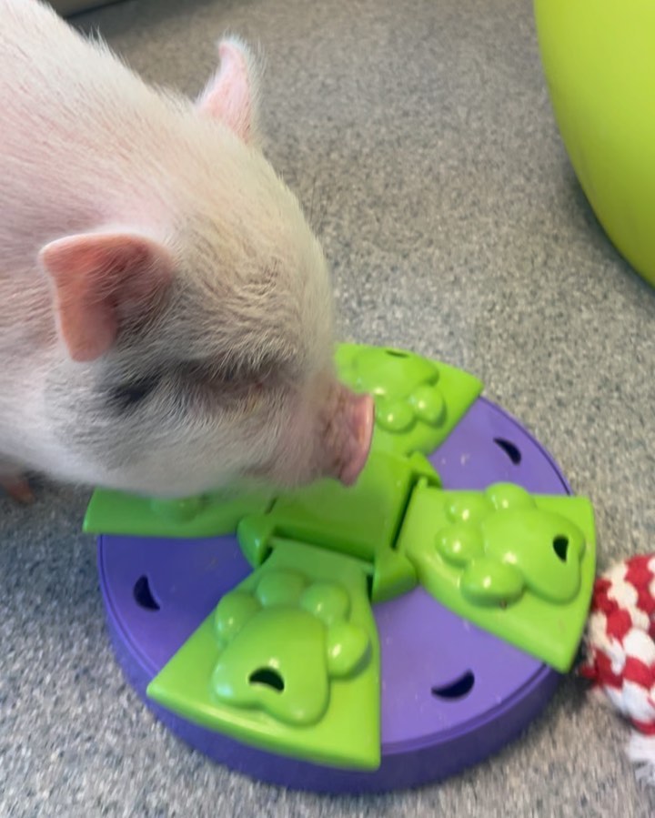 George loves his puzzle toy! Volume on for all of George’s happy grunts 🐷💙 Did we mention this smart pig is <a target='_blank' href='https://www.instagram.com/explore/tags/adoptable/'>#adoptable</a>?  George is used to living inside and would like to find a indoor or an indoor/outdoor home that would help him acclimate to these frosty temps! We think he is about 8 months old so George still has some growing left to do! Interested in meeting him? We are open from 11am-6pm, come on by the shelter! <a target='_blank' href='https://www.instagram.com/explore/tags/adopt/'>#adopt</a> <a target='_blank' href='https://www.instagram.com/explore/tags/shelterpets/'>#shelterpets</a>  <a target='_blank' href='https://www.instagram.com/explore/tags/loudouncounty/'>#loudouncounty</a> <a target='_blank' href='https://www.instagram.com/explore/tags/loudounlovesanimals/'>#loudounlovesanimals</a>