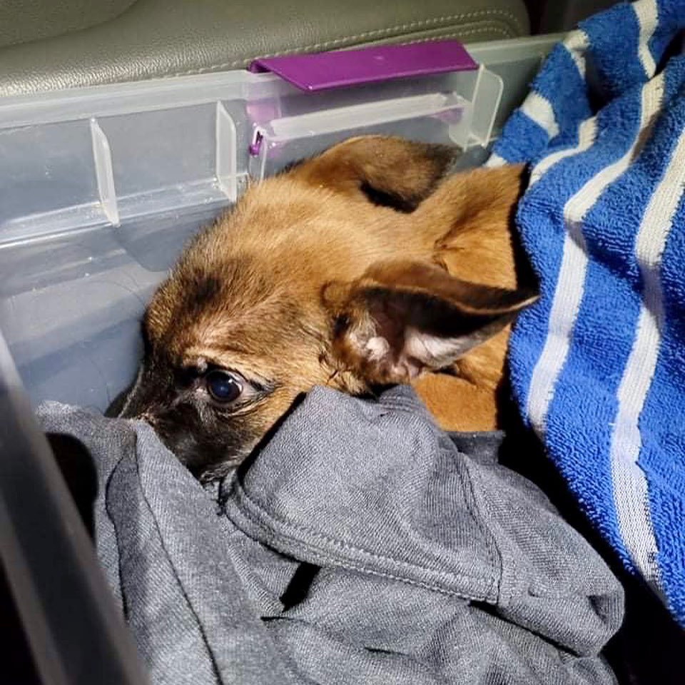 🚨💔Late last night, we were called to rescue what was described as a horrifically abused puppy who was in distress when Police arrived on the scene in S Atlanta.

We agreed to rescue the 10week old puppy and named her “Holland” after the wonderful police officer who went above and beyond to make sure this innocent puppy had a chance. 💙
 
Holland was tortured and badly injured by humans. 😡We are disturbed and disgusted at some of what we heard from the Police Officer may have happened, given their talking to witnesses. 🤬💔
 
We worked super-fast to get Holland to our ER vet. 🚨Holland was in bad shape upon arrival.  She was triaged, and although her blood levels were a bit off, she was having siezures + muscle tremors.  Her pupils did not align, but were reactive to light.

Through the night Holland never stabilized relative to her seizures and muscle tremors, even with increasing levels of medicines. Her eyes became non-responsive to light.  💔

The Vet confirms Holland sustained detrimental head trauma.  Her cranial damage was too much, causing issues with her central nervous system. 

In the early morning hours, along with the Vet’s recommendation, we made the heartbreaking decision to humanely euthanize Holland.  🌈Holland was not alone crossing the Rainbow Bridge. 🐾🌥Our Founder got on a FaceTime call with the vet staff and prayed over Holland as she passed.  Holland was finally at peace – no more seizures; no more tremors.  Little Holland is free to fly with her puppy angel wings. 👼 

We are in contact with the Police Dept who are conducting more interviews today.  We will work with them to prosecute all person(s) who participated in torturing and killing Holland to fullest extent of the law.

We incurred over $1,500 in vet bills for Little Holland trying to save her.  In memory of Holland, please consider donating to offset her medical bills

💚Donations in Memory of Little Holland can be made by:
Website twotailzrescue.org/donate
Link in bio ⬆️
Venmo: twotailz-rescue
Paypal: info@twotailzrescue.org
Donate button on FB

<a target='_blank' href='https://www.instagram.com/explore/tags/rescuestory/'>#rescuestory</a> <a target='_blank' href='https://www.instagram.com/explore/tags/rainbowbridge/'>#rainbowbridge</a> <a target='_blank' href='https://www.instagram.com/explore/tags/endanimalabuse/'>#endanimalabuse</a> <a target='_blank' href='https://www.instagram.com/explore/tags/atlantapd/'>#atlantapd</a> <a target='_blank' href='https://www.instagram.com/explore/tags/apd/'>#apd</a> <a target='_blank' href='https://www.instagram.com/explore/tags/thankyouapd/'>#thankyouapd</a> <a target='_blank' href='https://www.instagram.com/explore/tags/savethemall/'>#savethemall</a> <a target='_blank' href='https://www.instagram.com/explore/tags/twotailzrescue/'>#twotailzrescue</a> <a target='_blank' href='https://www.instagram.com/explore/tags/donationsneeded/'>#donationsneeded</a> <a target='_blank' href='https://www.instagram.com/explore/tags/inmemoriam/'>#inmemoriam</a>