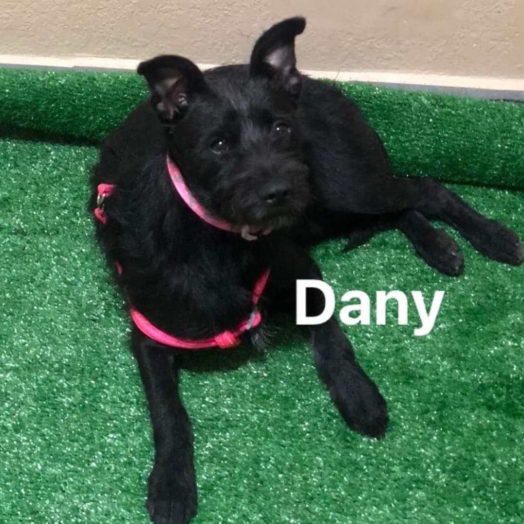 AVAILABLE FOR ADOPTION 
<a target='_blank' href='https://www.instagram.com/explore/tags/AdoptAFriend/'>#AdoptAFriend</a>
MEET DANY

DANY is approx 9 to 10 months, and weighs around 23 lbs
Dina  gets along well with other dogs. She is very affectionate and  friendly and very playful a little shy at first but  nothing that cannot be resolved with patience. 

Dany along with her sister
were surrendered by their owner who had terminal cancer and could no longer care for them and wanted to just throw them away.  When they  Arrived to rescuer Consuelo she was shocked to see the terrible condition these puppies were in. They were literally being eaten alive by ticks and fleas.

Today both Dany and her sibling are fully vaccinated,  and spayed.  They are ready to find their forever homes together or separately, so we suggest a family with a patio and another puppy to play with.

If you would like to fill out an application For Dany visit our website(Link in Bio)

<a target='_blank' href='https://www.instagram.com/explore/tags/fhstj/'>#fhstj</a><a target='_blank' href='https://www.instagram.com/explore/tags/adoptadogsandiego/'>#adoptadogsandiego</a><a target='_blank' href='https://www.instagram.com/explore/tags/adoptdontshop/'>#adoptdontshop</a><a target='_blank' href='https://www.instagram.com/explore/tags/dog/'>#dog</a><a target='_blank' href='https://www.instagram.com/explore/tags/puppy/'>#puppy</a><a target='_blank' href='https://www.instagram.com/explore/tags/sandiego/'>#sandiego</a><a target='_blank' href='https://www.instagram.com/explore/tags/smalldogs/'>#smalldogs</a><a target='_blank' href='https://www.instagram.com/explore/tags/mansbestfriend/'>#mansbestfriend</a><a target='_blank' href='https://www.instagram.com/explore/tags/petadoption/'>#petadoption</a><a target='_blank' href='https://www.instagram.com/explore/tags/petadoptionevent/'>#petadoptionevent</a><a target='_blank' href='https://www.instagram.com/explore/tags/dogsofsandiego/'>#dogsofsandiego</a><a target='_blank' href='https://www.instagram.com/explore/tags/adoptafriend/'>#adoptafriend</a><a target='_blank' href='https://www.instagram.com/explore/tags/petco/'>#petco</a><a target='_blank' href='https://www.instagram.com/explore/tags/AdoptAFriend/'>#AdoptAFriend</a><a target='_blank' href='https://www.instagram.com/explore/tags/adoptapuppy/'>#adoptapuppy</a><a target='_blank' href='https://www.instagram.com/explore/tags/sandiegoevents/'>#sandiegoevents</a><a target='_blank' href='https://www.instagram.com/explore/tags/SanDiego/'>#SanDiego</a><a target='_blank' href='https://www.instagram.com/explore/tags/adoptanocompres/'>#adoptanocompres</a><a target='_blank' href='https://www.instagram.com/explore/tags/perrito/'>#perrito</a><a target='_blank' href='https://www.instagram.com/explore/tags/perro/'>#perro</a><a target='_blank' href='https://www.instagram.com/explore/tags/amigofiel/'>#amigofiel</a><a target='_blank' href='https://www.instagram.com/explore/tags/petcounleashed/'>#petcounleashed</a>