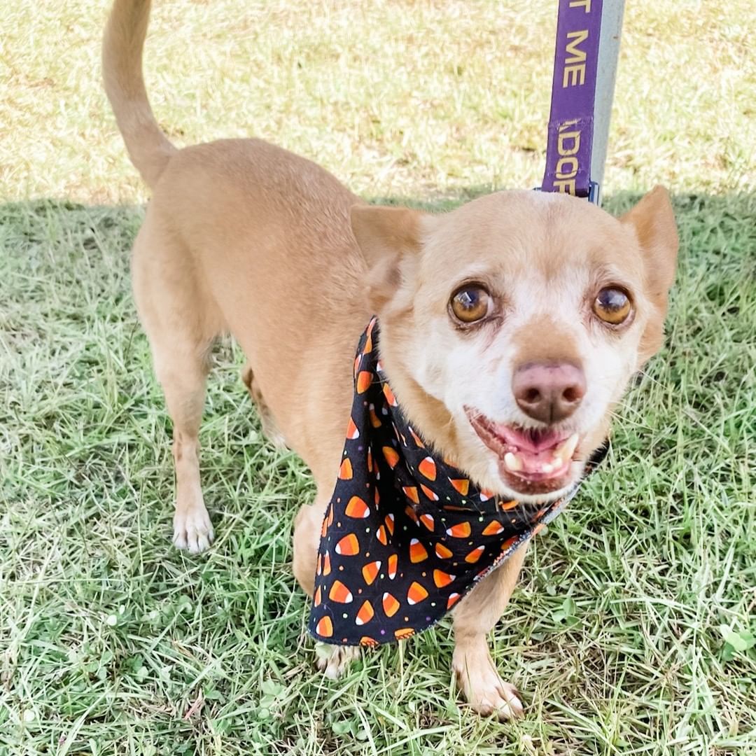 Throwback Thursday: Our sweet Oscar at Freshfield Village Dogtoberfest last month! This special boy is still looking for his furever home - apply to adopt him at halliehill.com. 🐾