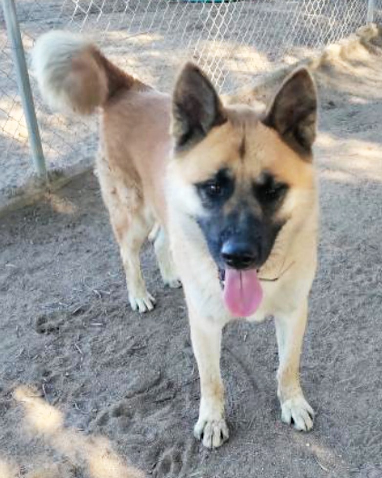 🐾 Lots of people want to ride with you in the limo, but what you want is someone who will take the bus with you when the limo breaks down!! 💙Handsome 2 yr old Marshall just arrived so we are getting to know each other!! He weighs about 84lbs and is very easy going and happy, even plays 