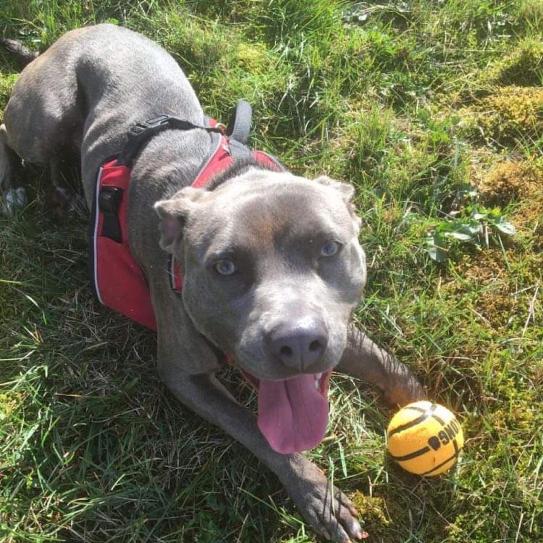 💙Pocket Pit Alert💙 This young male Pit Bull mix is full of energy and life! An absolute sweetheart, DJ is affectionate and loves people. He is currently living at South Pacific County Humane Society in Long Beach WA, after being transferred from a different shelter following an unsuccessful adoption placement.

DJ has been refining his skill at walking on a leash, he gets so excited about going for a walk he bounces around to start with! However this stops when he gets into the walk. He does well on a harness and also has some experience with a head harness. While he relishes playtime, DJ needs a balance of play & exercise, AND boundaries & consistency. With just play time, this little boy has the capacity to go into a real spin and he will find it hard to calm down again. With boundaries and direction, he can be very well behaved! Structured play and games where he has to think will be important for DJ, as he is very smart and needs use his grey matter! 

DJ is a favorite with the volunteers and staff at the shelter! Volunteer dog walker Kay says, ‘DJ is so many things. He’s smart and funny,  sweet and a goofball! He’s a good boy and will be a great addition to whoever adopts him!’

Due to his exuberance DJ would be best in a home without small children. He would also be best placed in a home where he is the only dog. DJ is a very handsome boy with a lovely shiny coat. He is also a love bug, and wants to both be loved and show you that he loves you too! At 35 lbs he is certainly a pocket pit! If DJ sounds like the pup for you, please complete follow the link below to complete an application, stating DJ is the dog you are in interested in:

https://beachpets.com/long-beach-wa-shelter/dog-adoption-application/