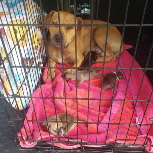 💞“Leddie wake up, you’re getting rescued!” What a great way for this sweet mamma to wake up from her nap!! 

🎉 FREEDOM ride for mamma Leddie and her 10 newborn babies!!

Out of the scary shelter you go! Thank you so much to the foster and transporter who stepped up to make this happen!!!!

This is the first day of the rest of their lives….

♥️We will continue to update on their rescue journey!

<a target='_blank' href='https://www.instagram.com/explore/tags/saved/'>#saved</a> <a target='_blank' href='https://www.instagram.com/explore/tags/rescued/'>#rescued</a> <a target='_blank' href='https://www.instagram.com/explore/tags/mammadog/'>#mammadog</a> <a target='_blank' href='https://www.instagram.com/explore/tags/rescuedog/'>#rescuedog</a> <a target='_blank' href='https://www.instagram.com/explore/tags/freedomride/'>#freedomride</a> <a target='_blank' href='https://www.instagram.com/explore/tags/rescuejourney/'>#rescuejourney</a> <a target='_blank' href='https://www.instagram.com/explore/tags/twotailzrescue/'>#twotailzrescue</a> <a target='_blank' href='https://www.instagram.com/explore/tags/savethemall/'>#savethemall</a> <a target='_blank' href='https://www.instagram.com/explore/tags/cleartheshelters/'>#cleartheshelters</a> <a target='_blank' href='https://www.instagram.com/explore/tags/adoptdontshop/'>#adoptdontshop</a>