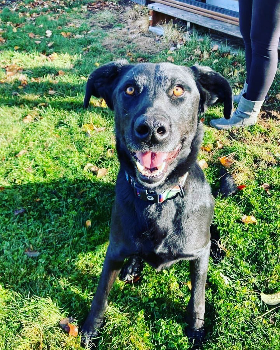 Lab lovers meet Levi! This affectionate boy is a 5 year old Lab/Shepherd/Heeler mix who loves attention and playing with his humans! Levi walks well on a leash, enjoys car rides and is potty and crate trained! He does well when left alone at home and does great with kids; he is very playful and affectionate. Levi likes to lean into you when getting a pet and will give you a paw if you stop. He loves to roll over for belly rubs. Levi would love an active home with a large yard to run or play ball in. He is sensitive to loud noises and quick movements so a home with kids 10+ would be ideal. He would really flourish as an only pet or with another dog who can be respectful of his space as he adjusts. He is curious about cats but not aggressive. Levi is ready to start his next chapter in life with you! He is being fostered in Bend, OR. Apps in bio <a target='_blank' href='https://www.instagram.com/explore/tags/lablovers/'>#lablovers</a> <a target='_blank' href='https://www.instagram.com/explore/tags/rescuelabsofinstagram/'>#rescuelabsofinstagram</a> <a target='_blank' href='https://www.instagram.com/explore/tags/rescuelab/'>#rescuelab</a> <a target='_blank' href='https://www.instagram.com/explore/tags/labsrule/'>#labsrule</a> <a target='_blank' href='https://www.instagram.com/explore/tags/blacklab/'>#blacklab</a> <a target='_blank' href='https://www.instagram.com/explore/tags/blacklabrador/'>#blacklabrador</a>