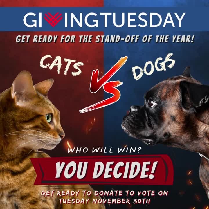 It’s time to announce- <a target='_blank' href='https://www.instagram.com/explore/tags/GivingTuesday/'>#GivingTuesday</a> 2021 is two weeks away! Giving Tuesday is the international day of generosity happening on November 30th. For Animal Friends of the Valleys this year, we’re challenging all of YOU to vote in the friendly stand-off of the year: Dogs Vs Cats...WHO will WIN? 👀 Get ready to VOTE for your favorite furry friend ON NOVEMBER 30th!