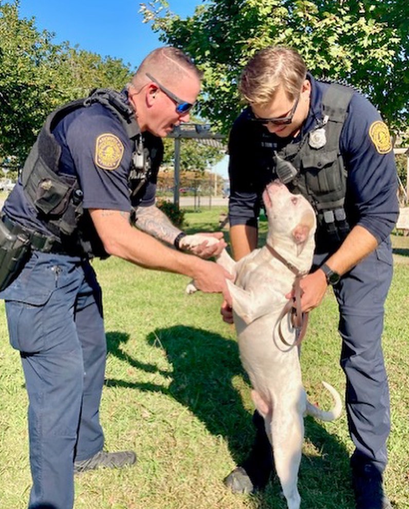 Time for another Norfolks <a target='_blank' href='https://www.instagram.com/explore/tags/finestandfurriest/'>#finestandfurriest</a> with the @norfolkpd ! The animals are always so thrilled to hang out with some new faces while they wait for their adoption day. Thanks to all of the Officers and Corporal for coming to spend time with our animals. Interested in coming by to view the adoptable animals also? Pop over to our website where you can make an appointment during the week, or on weekends no appointments needed. All of our adoptable animals can also be viewed online! www.norfolk.gov/NACC 

Picture 1: Officer Tako & Happy the senior cat. 
Picture 2: Officers Tako & Martin with 2 adopted kittens. 
Picture 3: Officer Martin with Boss the hamster. 
Picture 4: Officer Taylor & Moth Man. 
Picture 5: Officer Irizarry & Lola (adopted)
Picture 6: Officer Tako & CJ (transferred to another rescue)
Picture 7: Officer Irizarry & Rebound (adopted)
Picture 8: Corporal Valdez & Watson (adopted)
Picture 9: Officer Martin & Teddy (adopted)
Picture 10: Officers Tako & Martin with Jackalope. 

<a target='_blank' href='https://www.instagram.com/explore/tags/adoptnacc/'>#adoptnacc</a> <a target='_blank' href='https://www.instagram.com/explore/tags/fosternacc/'>#fosternacc</a> 
☎️ 757-441-5505
📧 nacc@norfolk.gov
📍 5585 Sabre Road Norfolk, Virginia 23502