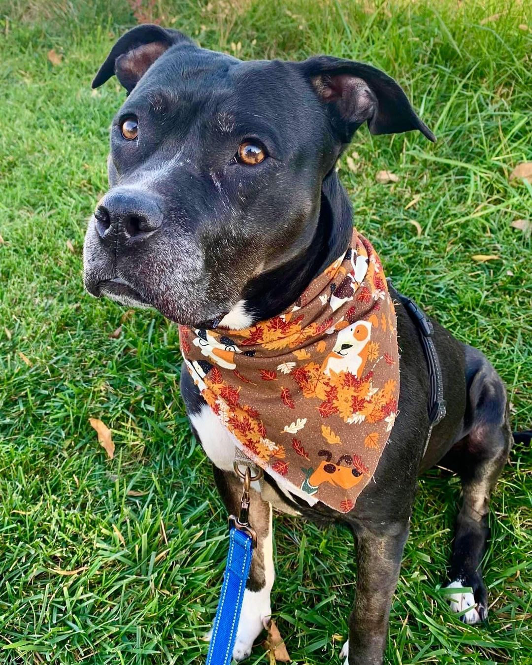 It’s Fall ya’ll and this beautiful girl loves to roll in the leaves and has the cutest little grumbles when she get her ears scratched. 

Bella is a dream in the home, a perfect lady, she is quiet and content with a comfy dog bed or soft couch. She is a big girl with a huge ❤️. Bella prefers to remain a single lady and wants a home without other animals, she does not want to share the love. 

Help us find Bella a Home for the Thanksgiving Holiday! 🍁