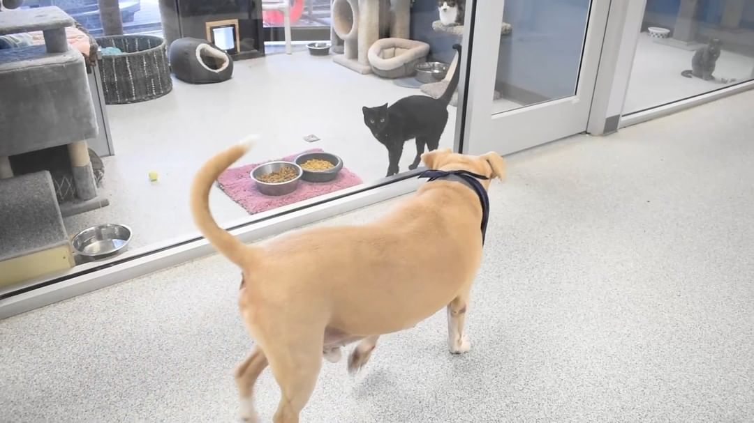 Supervisor Fidget reporting for duty in cat house! Fidget wanted to lend a hand to our care team before the shelter opened today. He quietly waddled from room to room (SWIPE to see!) making sure each kitty was well attended to. This gentle, fun-loving senior earned lots of praise and belly rubs from his teammates for a job well done!

Interested in meeting the our friendly boy, Fidget? Visit LifeLine's Community Animal Center or go to bit.ly/AdoptFidget to learn more.

<a target='_blank' href='https://www.instagram.com/explore/tags/adoptme/'>#adoptme</a> <a target='_blank' href='https://www.instagram.com/explore/tags/adoptdontshop/'>#adoptdontshop</a> <a target='_blank' href='https://www.instagram.com/explore/tags/adoptashelterdog/'>#adoptashelterdog</a> <a target='_blank' href='https://www.instagram.com/explore/tags/In4LifeLine/'>#In4LifeLine</a> <a target='_blank' href='https://www.instagram.com/explore/tags/OurCityOurAnimals/'>#OurCityOurAnimals</a>