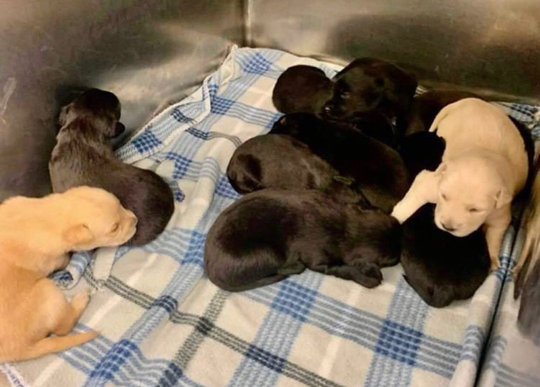 Meet our newest Labrador Friends litter. We are calling them the Musician litter.  A Shelter called looking for emergency help for 10  2 week old pups with no mom.  We have to thank our great bottle feeding volunteers to help these babies along.  We have 6 girls and 4 boys.  One white girl, one yellow girl, 4 black girls and 4 black boys.  The Boys are Bowie, Hendrix, Prince and Freddie.  The girls are Madonna, Aretha, Mariah, Whitney, Stevie Nicks and Joan Jett. Please stay tuned on our site for updates!