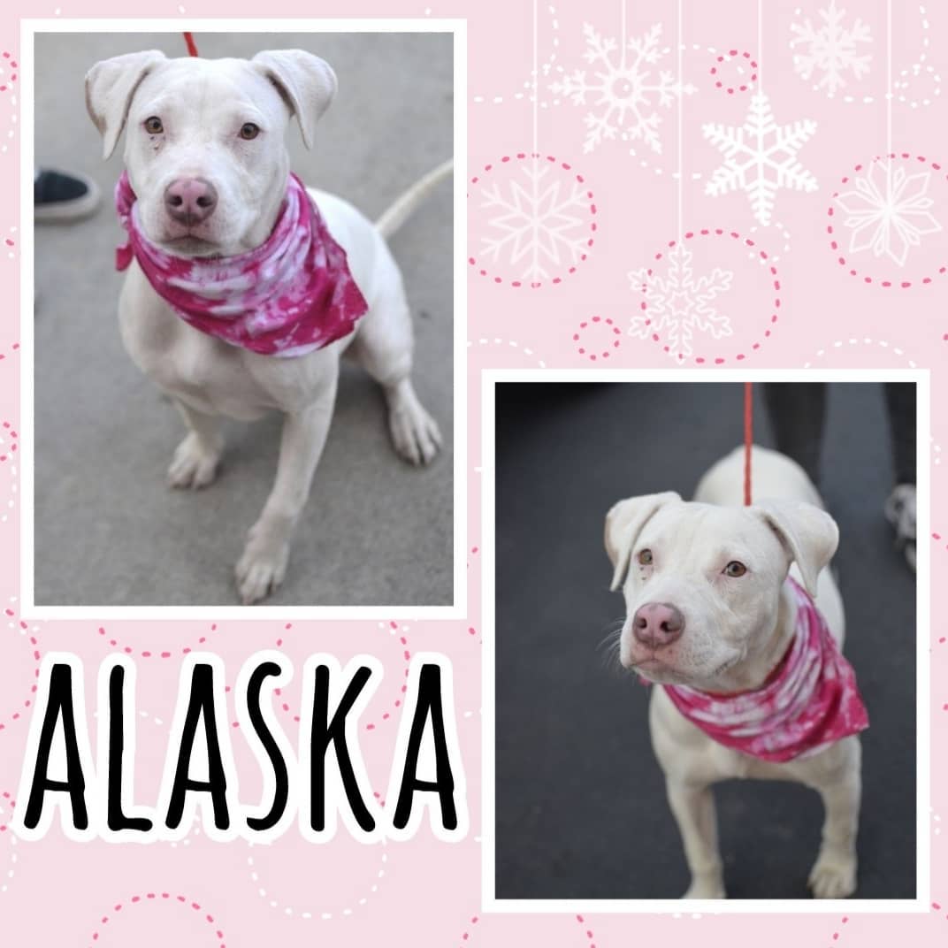 We have given Alaska and Rover a year and a half to try to be adopted as a pair. Our team has decided to begin accepting applications for them individually. We are at capacity on medium/large breed dogs and have been for a while. Of course we would still be over the moon if they could be adopted as a pair, but after much discussion over the past couple weeks, we have decided it's time to try something new for them.
🐶
ALASKA is 2-3 years old and weighs 43 pounds. She is deaf. She is energetic and has a happy, loving personality and is always up for an adventure.
🐶 
ROVER is 3-4 years old and weighs 47 pounds. He is playful and sweet. He loves cuddling! He is extremely treat-motivated and eager to learn.
🐶 
Read more about them on our website, Poochmatch.com. Located in Southern California. <a target='_blank' href='https://www.instagram.com/explore/tags/adopt/'>#adopt</a> <a target='_blank' href='https://www.instagram.com/explore/tags/adoptme/'>#adoptme</a> <a target='_blank' href='https://www.instagram.com/explore/tags/adoptable/'>#adoptable</a> <a target='_blank' href='https://www.instagram.com/explore/tags/adoptabledog/'>#adoptabledog</a> <a target='_blank' href='https://www.instagram.com/explore/tags/dog/'>#dog</a> <a target='_blank' href='https://www.instagram.com/explore/tags/rescue/'>#rescue</a> <a target='_blank' href='https://www.instagram.com/explore/tags/rescueme/'>#rescueme</a> <a target='_blank' href='https://www.instagram.com/explore/tags/rescuedog/'>#rescuedog</a> <a target='_blank' href='https://www.instagram.com/explore/tags/rescuedogsofinstagram/'>#rescuedogsofinstagram</a> <a target='_blank' href='https://www.instagram.com/explore/tags/rescueisthebestbreed/'>#rescueisthebestbreed</a> <a target='_blank' href='https://www.instagram.com/explore/tags/rescueismyfavoritebreed/'>#rescueismyfavoritebreed</a> <a target='_blank' href='https://www.instagram.com/explore/tags/adoptdontshop/'>#adoptdontshop</a> <a target='_blank' href='https://www.instagram.com/explore/tags/availableforadoption/'>#availableforadoption</a> <a target='_blank' href='https://www.instagram.com/explore/tags/staffordshire/'>#staffordshire</a> <a target='_blank' href='https://www.instagram.com/explore/tags/staffordshireterrier/'>#staffordshireterrier</a> <a target='_blank' href='https://www.instagram.com/explore/tags/staffy/'>#staffy</a> <a target='_blank' href='https://www.instagram.com/explore/tags/staffie/'>#staffie</a> <a target='_blank' href='https://www.instagram.com/explore/tags/amstaff/'>#amstaff</a> <a target='_blank' href='https://www.instagram.com/explore/tags/pocketpit/'>#pocketpit</a> <a target='_blank' href='https://www.instagram.com/explore/tags/pitbull/'>#pitbull</a> <a target='_blank' href='https://www.instagram.com/explore/tags/pitbullmix/'>#pitbullmix</a> <a target='_blank' href='https://www.instagram.com/explore/tags/pitbulls/'>#pitbulls</a> <a target='_blank' href='https://www.instagram.com/explore/tags/pittie/'>#pittie</a> <a target='_blank' href='https://www.instagram.com/explore/tags/pittiemix/'>#pittiemix</a> <a target='_blank' href='https://www.instagram.com/explore/tags/dontbullymybreed/'>#dontbullymybreed</a> <a target='_blank' href='https://www.instagram.com/explore/tags/americanbulldogmix/'>#americanbulldogmix</a> <a target='_blank' href='https://www.instagram.com/explore/tags/bullymix/'>#bullymix</a> <a target='_blank' href='https://www.instagram.com/explore/tags/bullybreed/'>#bullybreed</a> <a target='_blank' href='https://www.instagram.com/explore/tags/orangecounty/'>#orangecounty</a> <a target='_blank' href='https://www.instagram.com/explore/tags/poochmatch/'>#poochmatch</a>