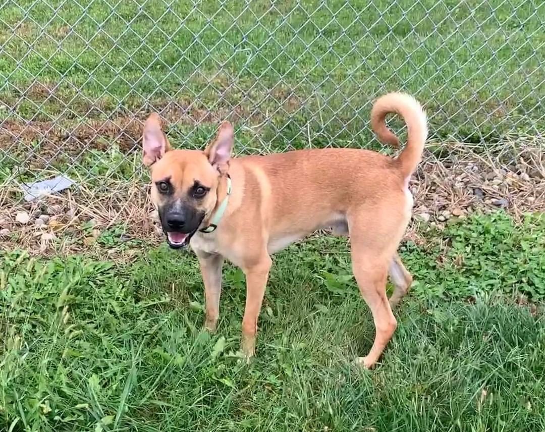 11/15/21 TUCKER (DCAS) 

HELP TUCKER FIND HIS FOREVER HOME FOR CHRISTMAS

Tucker is a 6 month old mixed breed (possibly with Shiba Inu) puppy who was surrendered to the animal shelter because his mom passed away. He is a happy and healthy boy who is eager to learn. Since he is still young, he has plenty of energy and will need to continue to learn his manners. He is scheduled for vet care. If interest, apply at secondchanceforpets.com

**NOT ALL PETS LISTED ON OUR WEBPAGE ARE IN OUR FOSTER HOMES. WE ALSO MAKE COURTESY POSTS (CP) FOR FAMILIES NEEDING TO PLACE THEIR PET. 
(SC) MEANS THEY ARE IN ONE OF OUR GROUPS FOSTER HOMES
(CP) MEANS THEY ARE STILL WITH THEIR CURRENT OWNER
(DCAS) MEANS THEY ARE AT THE DEWITT COUNTY ANIMAL SHELTER.