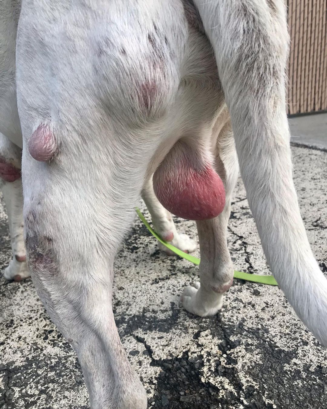 We would officially like to introduce you to Patrick. This sweet deaf senior was found wandering around the Bronx and was taken in by our friends at BACC. When they reached out to us about helping him we noticed that he was found the same day we had to set our sweet Fossil free. 

We immediately reached out to our superstar fospice mom Lisa and she asked if we could go meet him. We did just that and before Patrick was placed back in his kennel he had stolen Lisa’s heart. 

Before Patrick can begin his brand new life with Lisa he has quite a few medical issues to address. He has multiple tumors including testicular tumors that need to be removed, bad teeth, ear infections, and some potential kidney issues. 

BACC @nycacc was hoping to find him a hospice situation and we are grateful we could help. We definitely believe Fossil sent us to help him and we won’t let him down. Please consider helping Patrick today by making a lifesaving donation 🙏 <a target='_blank' href='https://www.instagram.com/explore/tags/FossilSentUs/'>#FossilSentUs</a> <a target='_blank' href='https://www.instagram.com/explore/tags/savingseniordogs/'>#savingseniordogs</a> <a target='_blank' href='https://www.instagram.com/explore/tags/pitbull/'>#pitbull</a> <a target='_blank' href='https://www.instagram.com/explore/tags/pitbullsofinstagram/'>#pitbullsofinstagram</a> <a target='_blank' href='https://www.instagram.com/explore/tags/rescuedogsofinstagram/'>#rescuedogsofinstagram</a> <a target='_blank' href='https://www.instagram.com/explore/tags/rescuedog/'>#rescuedog</a> <a target='_blank' href='https://www.instagram.com/explore/tags/whitedog/'>#whitedog</a> <a target='_blank' href='https://www.instagram.com/explore/tags/rescueismydrug/'>#rescueismydrug</a> <a target='_blank' href='https://www.instagram.com/explore/tags/rockawaybeach/'>#rockawaybeach</a> <a target='_blank' href='https://www.instagram.com/explore/tags/love/'>#love</a> <a target='_blank' href='https://www.instagram.com/explore/tags/dogs/'>#dogs</a> <a target='_blank' href='https://www.instagram.com/explore/tags/bigdogs/'>#bigdogs</a> <a target='_blank' href='https://www.instagram.com/explore/tags/nyacc/'>#nyacc</a> <a target='_blank' href='https://www.instagram.com/explore/tags/zionsentus/'>#zionsentus</a>