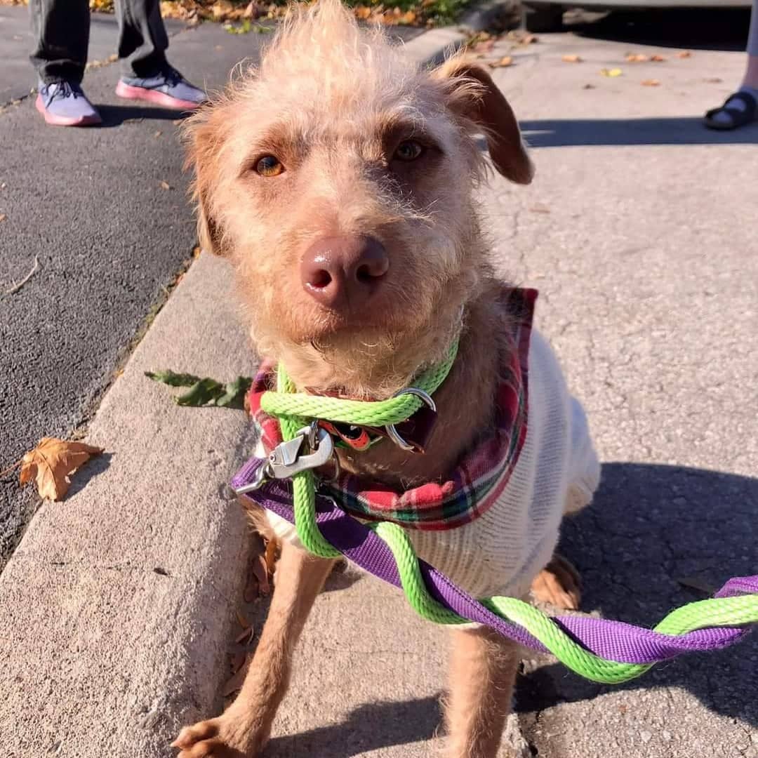 The first of our Meximutts is available for adoption, and we have to warn you, FLAMITA is kind of dreamy! <a target='_blank' href='https://www.instagram.com/explore/tags/swoon/'>#swoon</a>

From his foster: 