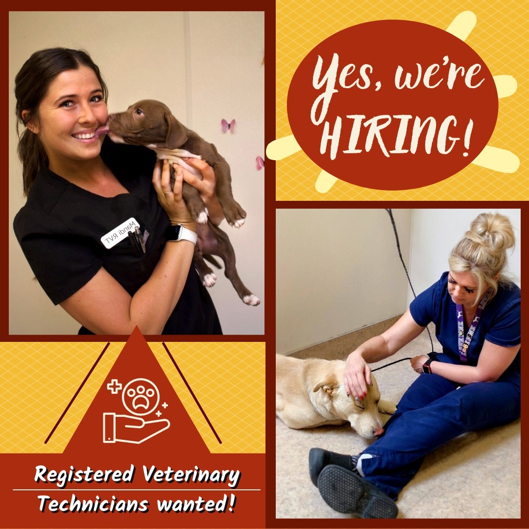 Animal Friends of the Valleys is actively looking for a Registered Veterinary Technician to join our team! Help our shelter animals and be a part of something bigger. Go to https://www.indeed.com/viewjob?jk=e5d353ffdacca975&tk=1fkaosaq2308k001 and apply today! <a target='_blank' href='https://www.instagram.com/explore/tags/animalfriendsofthevalleys/'>#animalfriendsofthevalleys</a> <a target='_blank' href='https://www.instagram.com/explore/tags/adoptdontshop/'>#adoptdontshop</a> <a target='_blank' href='https://www.instagram.com/explore/tags/savetheanimals/'>#savetheanimals</a> <a target='_blank' href='https://www.instagram.com/explore/tags/registeredveterinarytechnician/'>#registeredveterinarytechnician</a> <a target='_blank' href='https://www.instagram.com/explore/tags/rvt/'>#rvt</a> <a target='_blank' href='https://www.instagram.com/explore/tags/dogs/'>#dogs</a> <a target='_blank' href='https://www.instagram.com/explore/tags/cats/'>#cats</a>