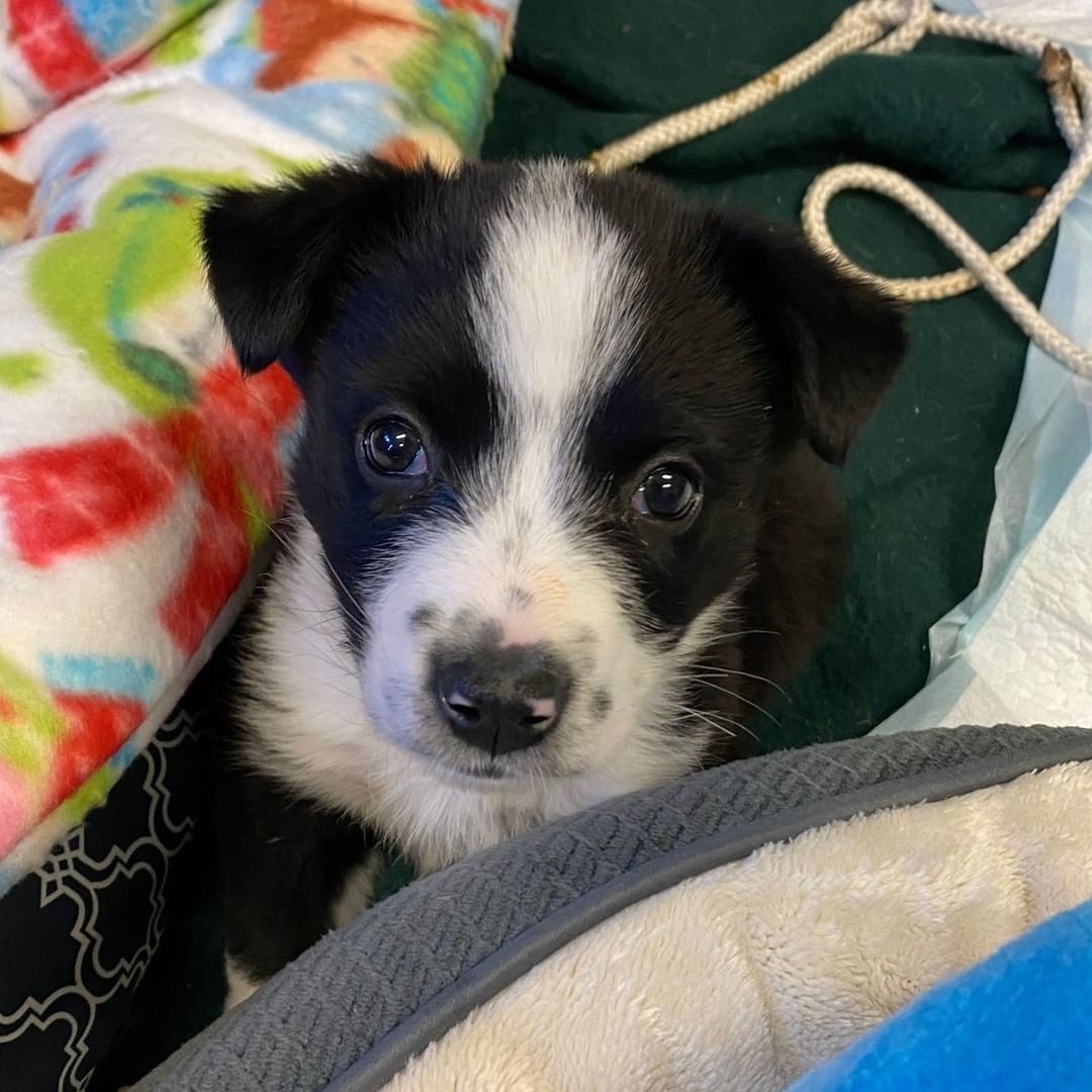 PUPPY UPDATE🐶✨

Remember the day old puppies that came to us a few weeks ago?? They turned 6 weeks old today! All are healthy and thriving, and we are even starting to see their personalities now!🥳 This was definitely a team effort and we can't wait to see them keep growing. Thanks for all the support and well wishes, they definitely worked!
.
.
.
<a target='_blank' href='https://www.instagram.com/explore/tags/puppyrescuemission/'>#puppyrescuemission</a> <a target='_blank' href='https://www.instagram.com/explore/tags/animalshelterlife/'>#animalshelterlife</a>