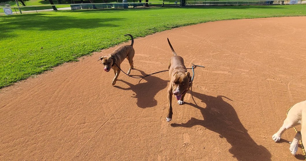 HUDSON IS THE MAIN MAN right now. If you are looking to add a second dog to your household who will fit right in with your already balanced, playful dog, Hudson is our recommendation. ✔️Bulletproof with other dogs and just an all-around good good good boy.

Hard to believe this guy was going to be euthanized if we didn’t get him out. Dogs don’t show their true colors in a shelter because of the stressful environment. We’re so grateful to our shelter friends @desidesi134 @fur_pet_sake for bringing him to our attention.

Applications are in the link in the bio. He is smart and not at all sassy and will make you smile all day long. Fear no longer exists in his world.

Hudson leaves his training program today with @nobonesaboutitpetcarela and goes into another foster home tomorrow. We love our fosters so much. They do the hard part ❤️

We’d love to get him into a home for the holidays. He would look so cute in @toothandhoney jammies ❤️

<a target='_blank' href='https://www.instagram.com/explore/tags/frankielolaandfriends/'>#frankielolaandfriends</a>