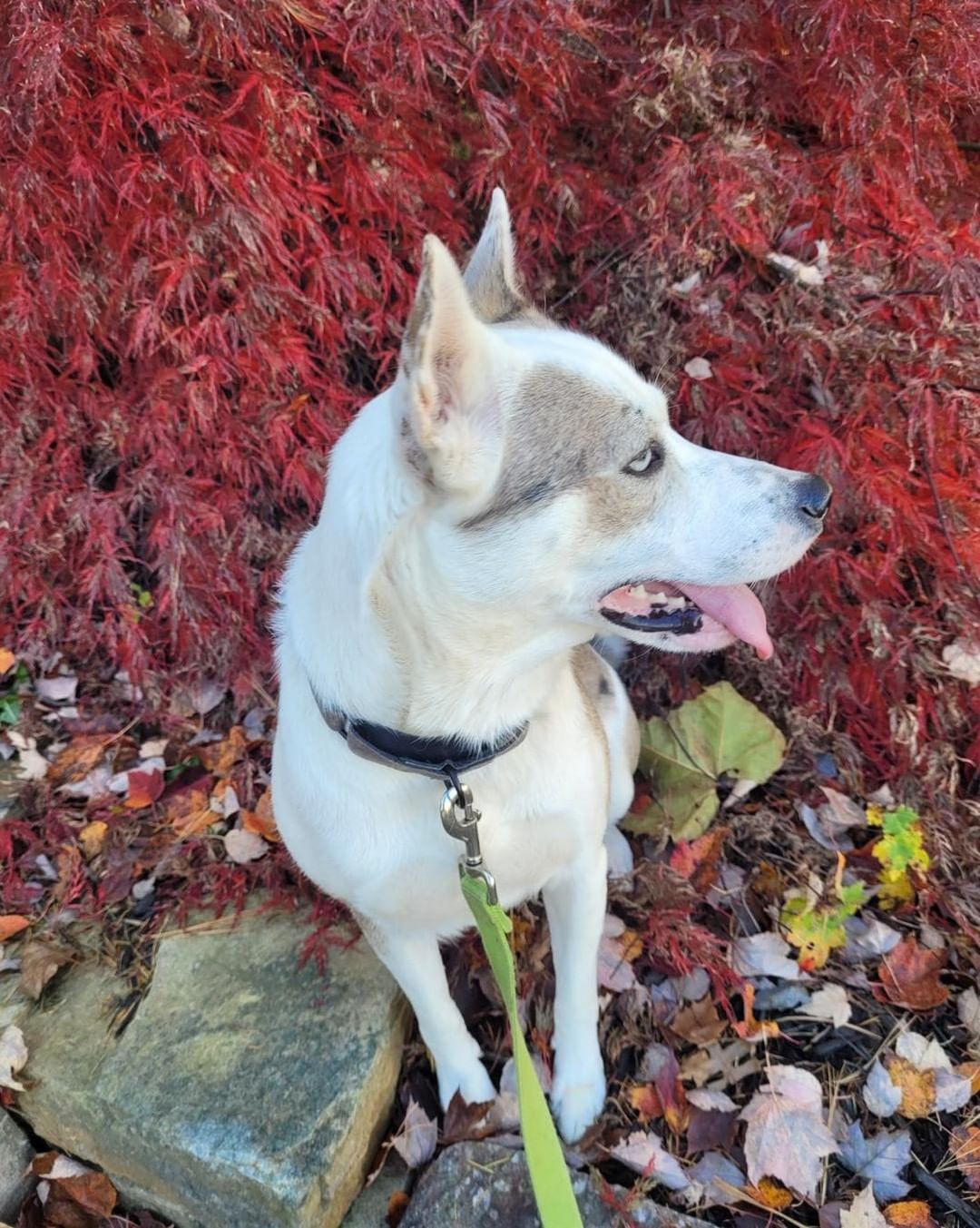 ❤️❤️ADOPT RAYNEE❤️❤️

Raynee is searching for her happy ever after!

This darling husky mix is just a bit over 2 years old.  Raynee loves her foster fur brother, but, with all dogs slow intros are best.  This 40 pound beauty loves her human foster siblings and would do fine with kids of all ages. 

One look into those gorgeous eyes will have you fall in love instantly. 

This beauty is UTD, chipped, spayed, house trained and crate trained.  The whole package!!!

If you are looking for a fun girl who loves to play as much as she loves to cuddle, Raynee is the dog for you! 

Adoption application: https://form.jotform.com/203643479832159

<a target='_blank' href='https://www.instagram.com/explore/tags/husky/'>#husky</a> <a target='_blank' href='https://www.instagram.com/explore/tags/huskylife/'>#huskylife</a> <a target='_blank' href='https://www.instagram.com/explore/tags/northernbreed/'>#northernbreed</a> <a target='_blank' href='https://www.instagram.com/explore/tags/narps/'>#narps</a> <a target='_blank' href='https://www.instagram.com/explore/tags/narpsdog/'>#narpsdog</a> <a target='_blank' href='https://www.instagram.com/explore/tags/narpsdogs/'>#narpsdogs</a> <a target='_blank' href='https://www.instagram.com/explore/tags/rescuedogsofinstagram/'>#rescuedogsofinstagram</a> <a target='_blank' href='https://www.instagram.com/explore/tags/rescuedog/'>#rescuedog</a> <a target='_blank' href='https://www.instagram.com/explore/tags/rescue/'>#rescue</a> <a target='_blank' href='https://www.instagram.com/explore/tags/fosterdog/'>#fosterdog</a> <a target='_blank' href='https://www.instagram.com/explore/tags/fosterdogsofinstagram/'>#fosterdogsofinstagram</a> <a target='_blank' href='https://www.instagram.com/explore/tags/fosteringsaveslives/'>#fosteringsaveslives</a> <a target='_blank' href='https://www.instagram.com/explore/tags/adoptables/'>#adoptables</a> <a target='_blank' href='https://www.instagram.com/explore/tags/adoptable/'>#adoptable</a> <a target='_blank' href='https://www.instagram.com/explore/tags/adoptabledog/'>#adoptabledog</a> <a target='_blank' href='https://www.instagram.com/explore/tags/rescuedismyfavoritebreed/'>#rescuedismyfavoritebreed</a>