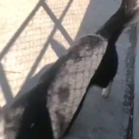 AVAILABLE FOR ADOPTION 
<a target='_blank' href='https://www.instagram.com/explore/tags/AdoptAFriend/'>#AdoptAFriend</a> 🔵 Blue

Blue is a husky/shepherd mix and is approximately 2 years old. He is neutered and all of his vaccines are current.

When Blue was rescued he had half of one leg missing (the wound was still bloody and open). However, since he was found on the street, we have no idea what happen to him. The poor dog was in terrible shape--extremely malnourished and underweight. He was taken to the vet for immediate surgery to try to fix what was left of his leg, but because of complications, he ended up having to have the entire leg amputated.

FINALLY after many months we are happy to announce that even though he is a tripod doggie, he gets around fine on 3 legs and is in great shape!
He is a very affectionate boy, gets along well with other dogs, is quite sociable and walks pretty well. As you can see, he is a beautiful dog and seems not to have been affected by all the trauma and pain that he went through. Blue is looking for a home with a yard where he can lay on some grass and have a loving family to take care of him for the rest of his life.

If you would like to fill out an adoption aplication for Blue visit our website(link in bio)
☎️📞📱
 Vicky Godoy (619) 733-1512

<a target='_blank' href='https://www.instagram.com/explore/tags/fhstj/'>#fhstj</a><a target='_blank' href='https://www.instagram.com/explore/tags/adoptadogsandiego/'>#adoptadogsandiego</a><a target='_blank' href='https://www.instagram.com/explore/tags/adoptdontshop/'>#adoptdontshop</a><a target='_blank' href='https://www.instagram.com/explore/tags/dog/'>#dog</a><a target='_blank' href='https://www.instagram.com/explore/tags/puppy/'>#puppy</a><a target='_blank' href='https://www.instagram.com/explore/tags/sandiego/'>#sandiego</a><a target='_blank' href='https://www.instagram.com/explore/tags/Bluethedog/'>#Bluethedog</a><a target='_blank' href='https://www.instagram.com/explore/tags/mansbestfriend/'>#mansbestfriend</a><a target='_blank' href='https://www.instagram.com/explore/tags/petadoption/'>#petadoption</a><a target='_blank' href='https://www.instagram.com/explore/tags/petadoptionevent/'>#petadoptionevent</a><a target='_blank' href='https://www.instagram.com/explore/tags/dogsofsandiego/'>#dogsofsandiego</a><a target='_blank' href='https://www.instagram.com/explore/tags/adoptafriend/'>#adoptafriend</a><a target='_blank' href='https://www.instagram.com/explore/tags/petco/'>#petco</a>