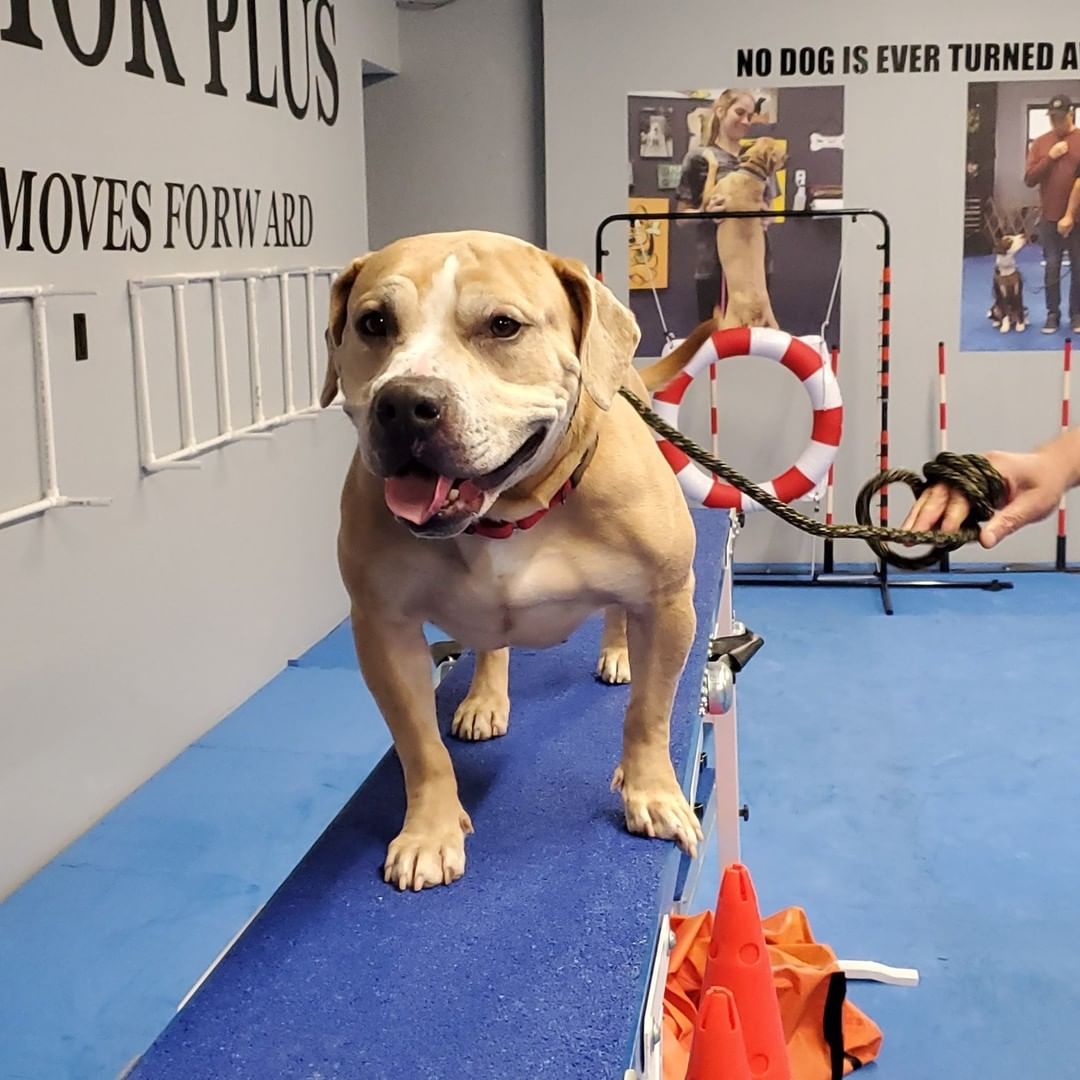 MPAS On the Move Update!

Rosebud, Stella and Brownie all went to @behaviorplus tonight for training. We gain so much insight with every visit and tonight was no exception. With their help, we can better understand some of the behavior challenges we are facing and how we can help our dogs shine. 

Thank you to everyone who has helped support this important training. And to the team at @behaviorplus, you are amazing and we appreciate all that you do. Your work is not only changing lives, it saves them. <a target='_blank' href='https://www.instagram.com/explore/tags/dogtraining/'>#dogtraining</a> <a target='_blank' href='https://www.instagram.com/explore/tags/animalrescue/'>#animalrescue</a> <a target='_blank' href='https://www.instagram.com/explore/tags/animalshelter/'>#animalshelter</a> <a target='_blank' href='https://www.instagram.com/explore/tags/mpasonthemove/'>#mpasonthemove</a> <a target='_blank' href='https://www.instagram.com/explore/tags/ilovedogs/'>#ilovedogs</a> <a target='_blank' href='https://www.instagram.com/explore/tags/shelterpets/'>#shelterpets</a>