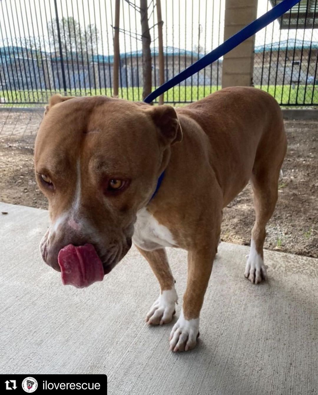 COMMITTED FOSTER NEEDED NOW!!!! We do not know if he is good with other dogs bcuz we Riverside shelter makes ZERO efforts to get these dogs adopted or rescued!!! The only ppl in that shit hole doing what they can for the dogs to survive are the volunteers and even they are met with countless challenges dealing with the unorganized, ruthless, neglectful and incompetent system this shelter is plagued with. The former director who everyone thought was the cause had resigned and things continue to decline. 

<a target='_blank' href='https://www.instagram.com/explore/tags/Repost/'>#Repost</a> @iloverescue with @make_repost
・・・
SHAKING IN FEAR! Grady needs a hero! 

🆘‼️URGENT! CONFIRMED: CAN BE EUTHANIZED AT ANYTIME WITHOUT FURTHER NOTICE! If you can save a dog, DO NOT WAIT! We are already on borrowed time! With the influx of incoming dogs the shelter has started euthanizing more often. We know the rescue community can come together & save these dogs responsibly!

🔥 11/16: URGENT! Needs a commitment! 11-11-21 🔴NOW STATUS RED🔴  previously STATUS YELLOW 

✨Meet: GRADY <a target='_blank' href='https://www.instagram.com/explore/tags/A1646852/'>#A1646852</a>

I am a neutered male, 75.10 lbs, red and white Pit Bull Terrier.
I am estimated to be about 6 years old.
I have been at the shelter since 10/27/2021.

➡️ Shelter notes: Unsocial

Email 📧: adoptions@rivco.org or shelterinfo@rivco.org
Phone ☎️: 951-358-7387

➡️RESCUES: 
Rescue desk: 951-358-7302
Email 📧: rescue@rivco.org

Shelter address 🏢: 6851 Van Buren Boulevard
Riverside, California 92509
Monday - Saturday 10-4pm 
Open to the public for walk in adoptions. 

Video credit: @pblovesrescue