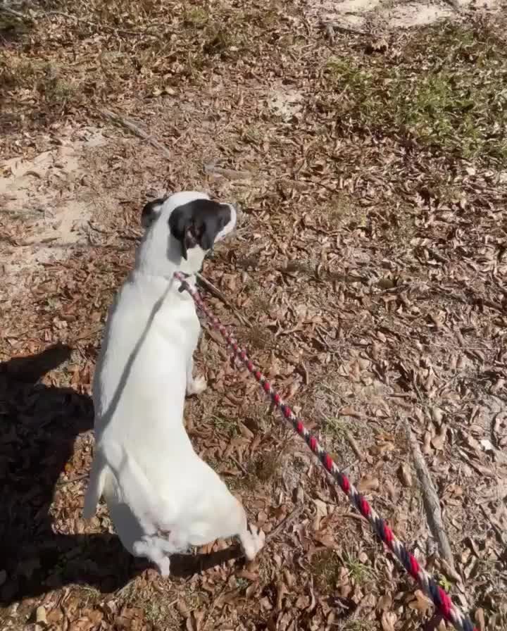 Nick is enjoying his morning walk/run with Michaela this morning! He’s perfect on a leash and loves to go on long walks and runs. 
If you’re interested in Nick you can apply at 
www.dixieadoptables.org
*veterinarian references are required